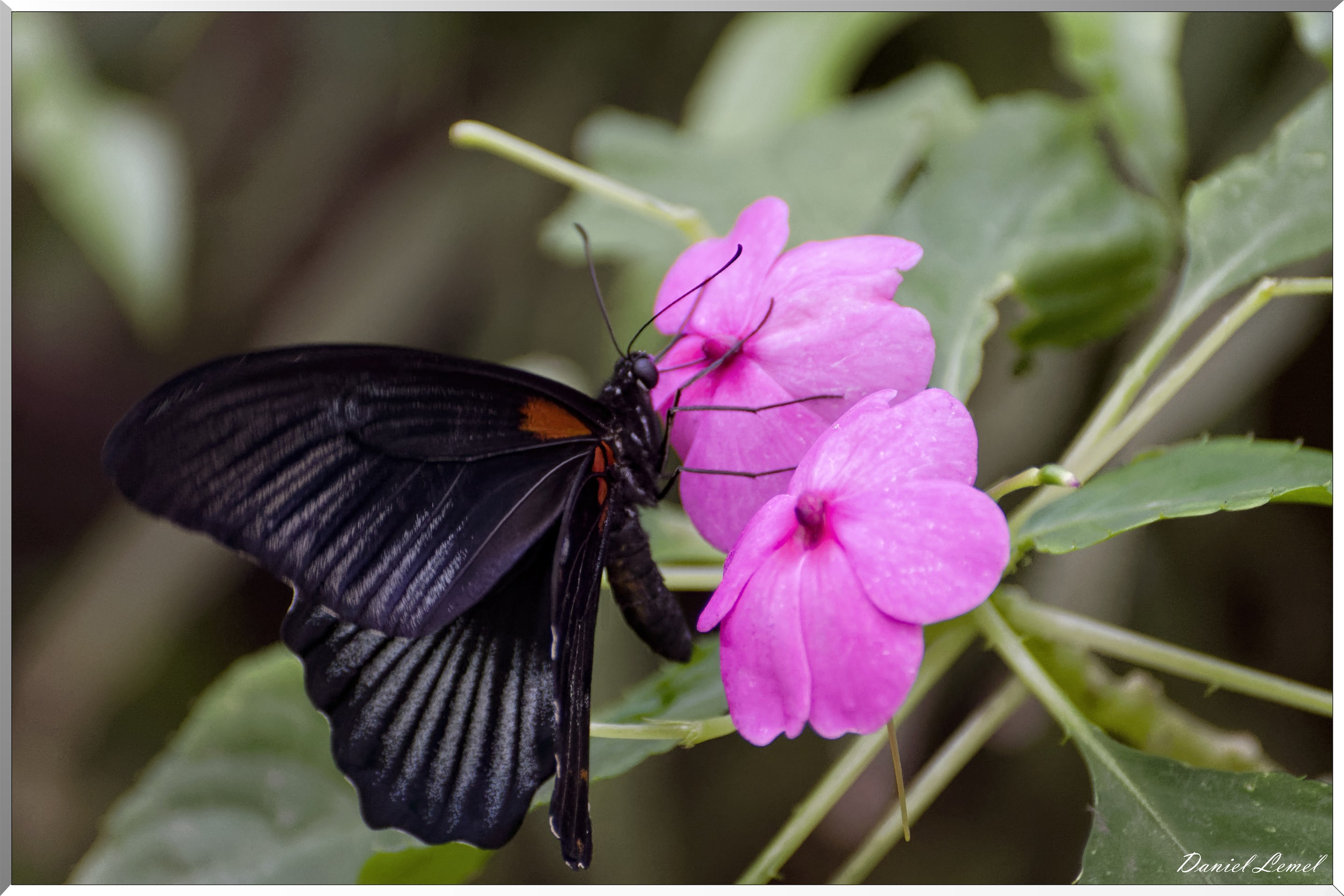 La serre aux papillons