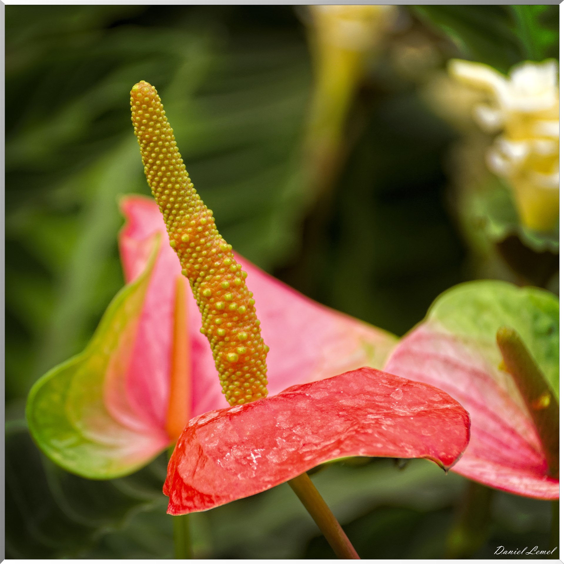 La serre aux papillons