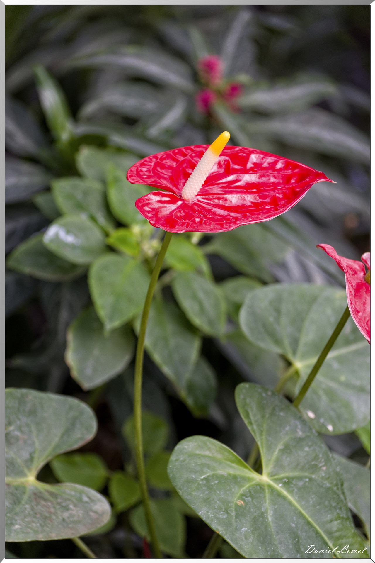 La serre aux papillons