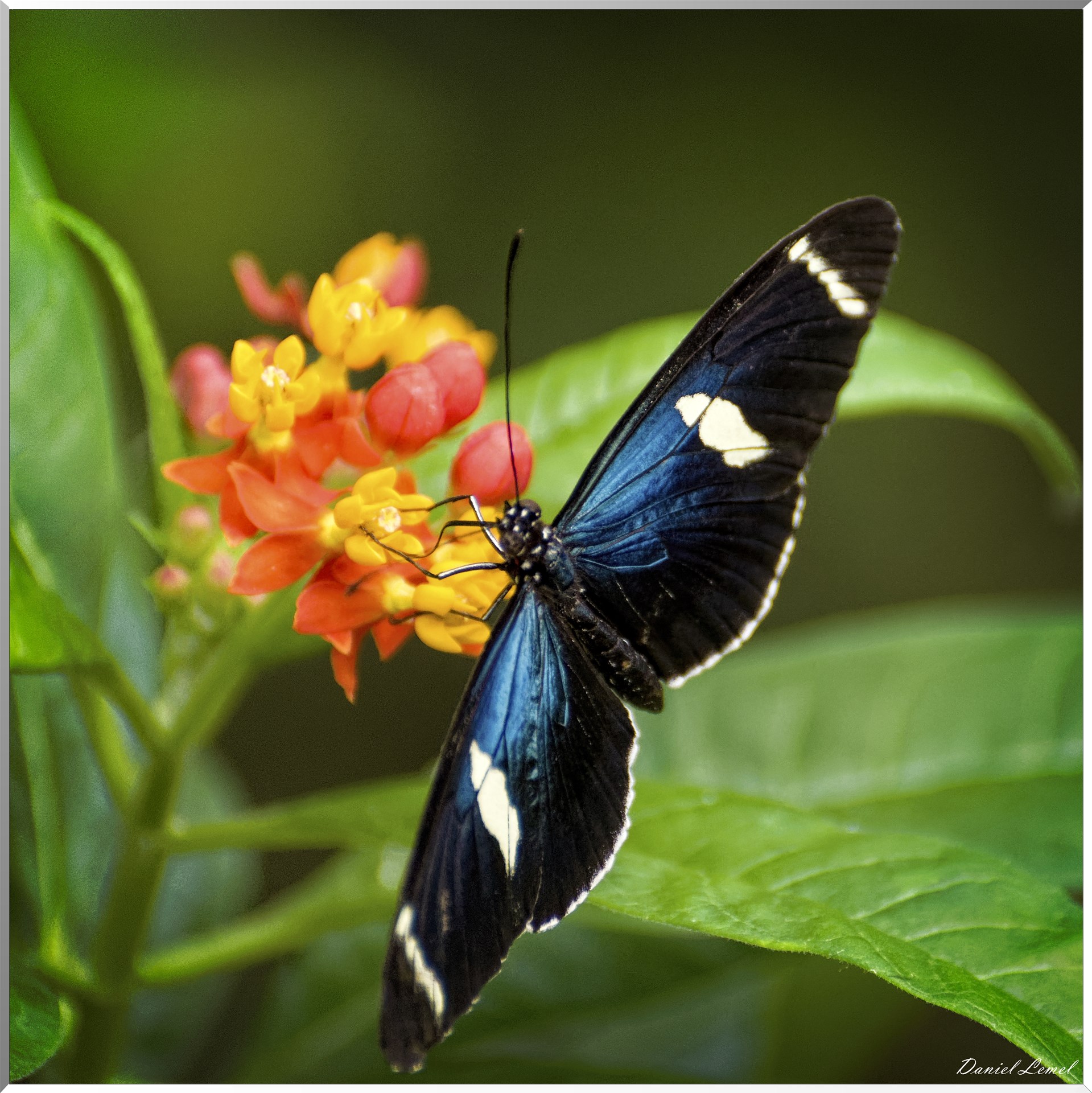La serre aux papillons