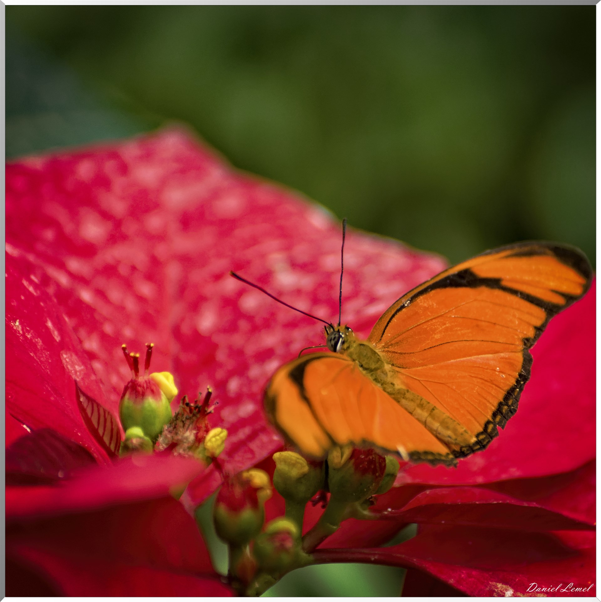 La serre aux papillons