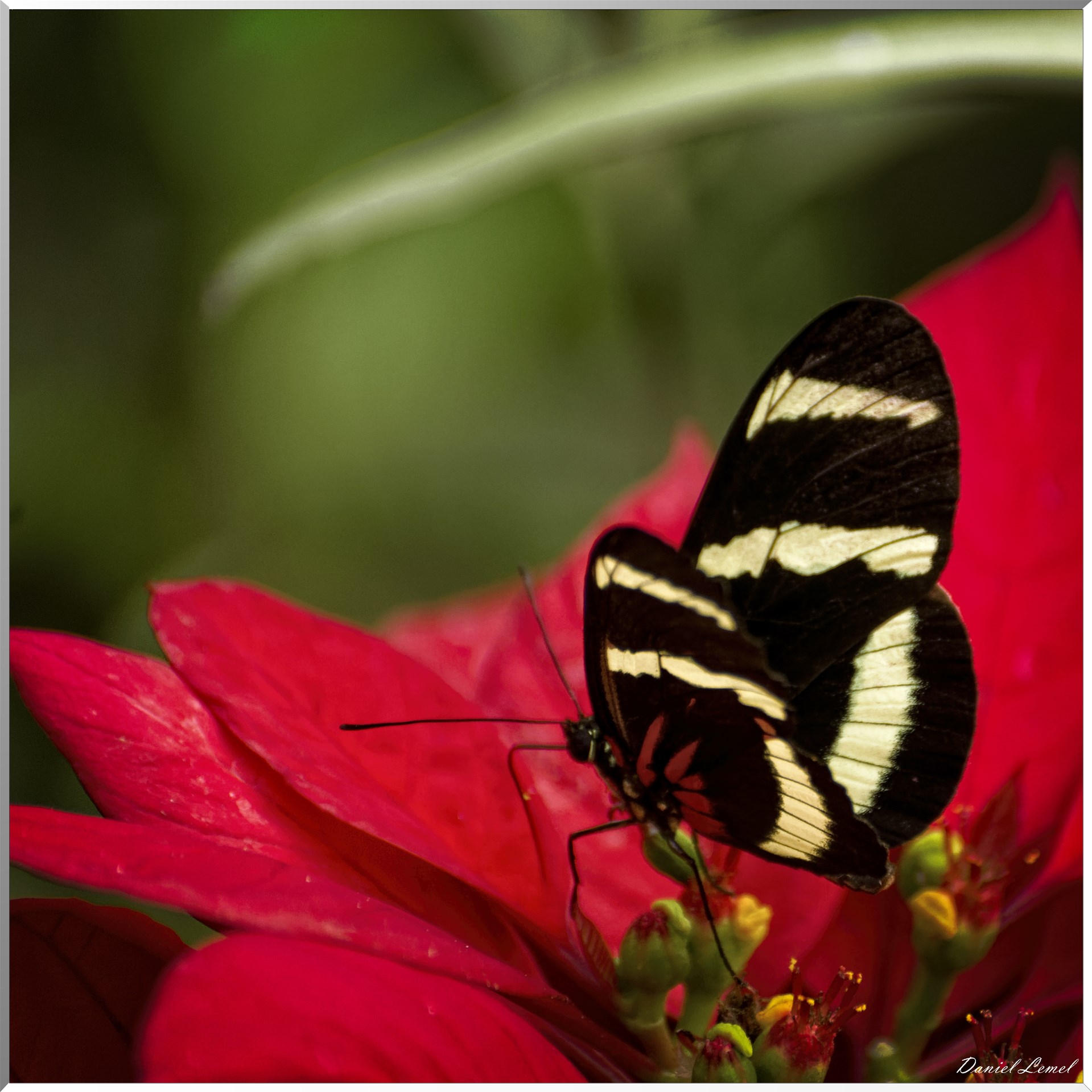 La serre aux papillons