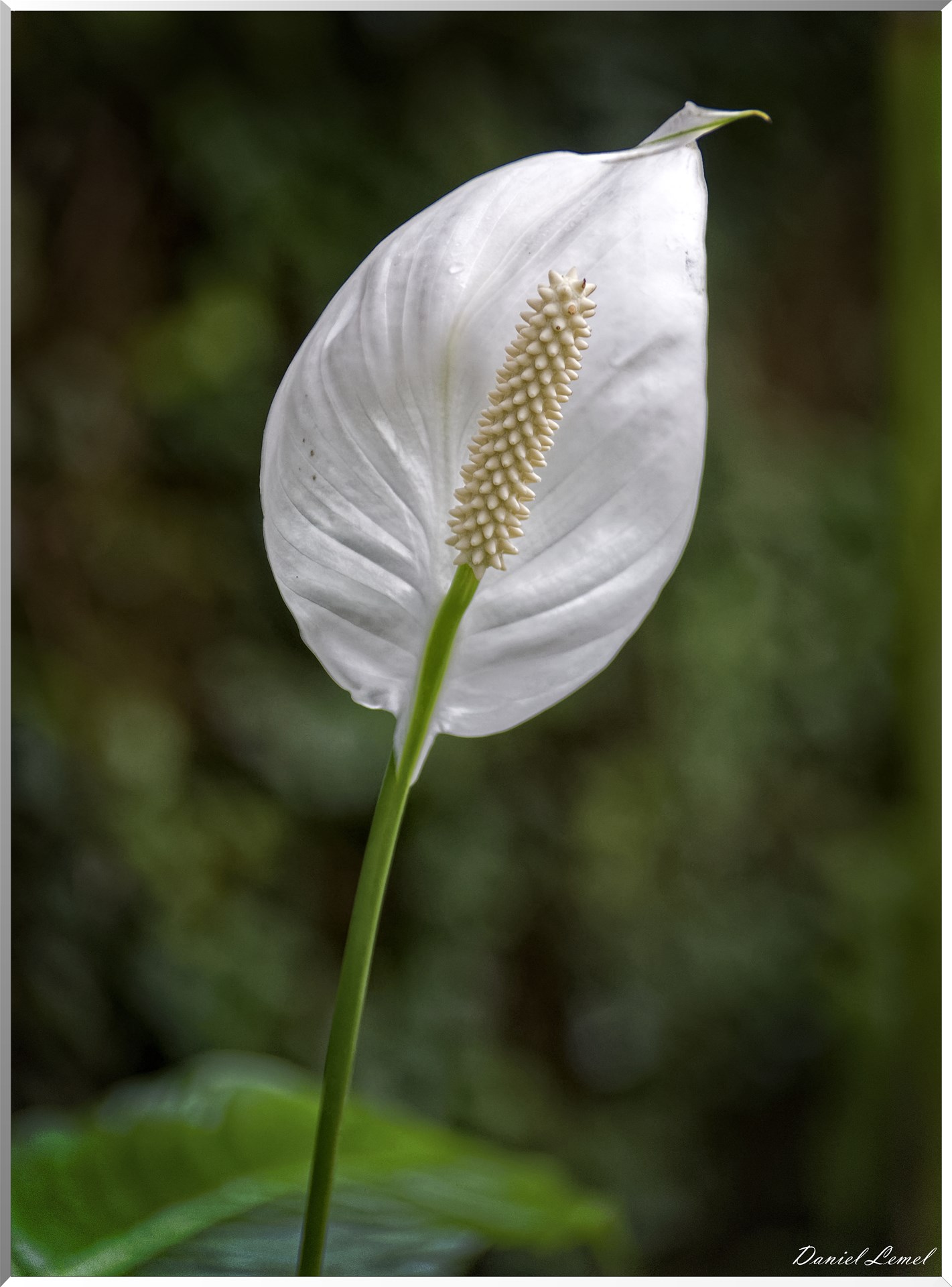 La serre aux papillons