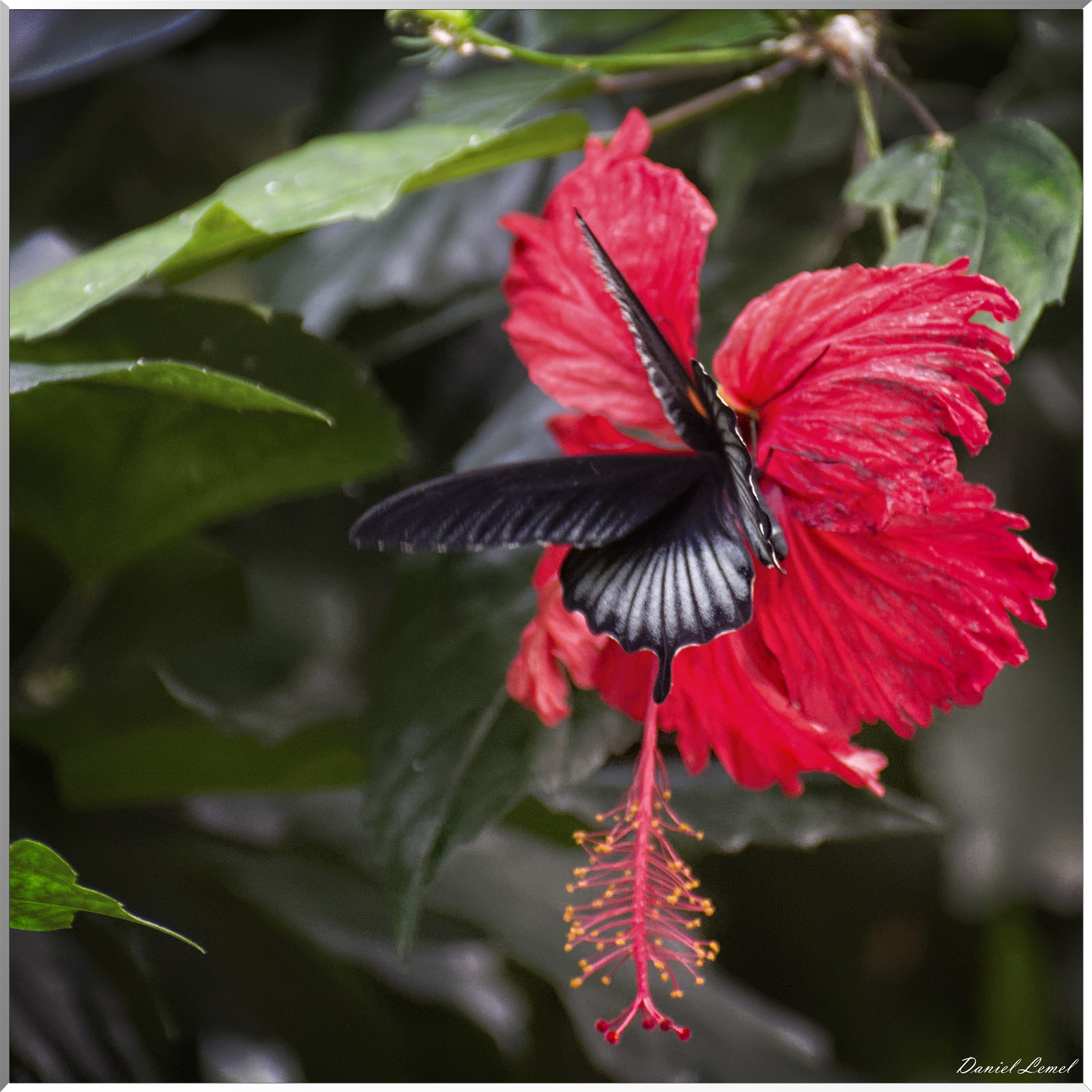 La serre aux papillons