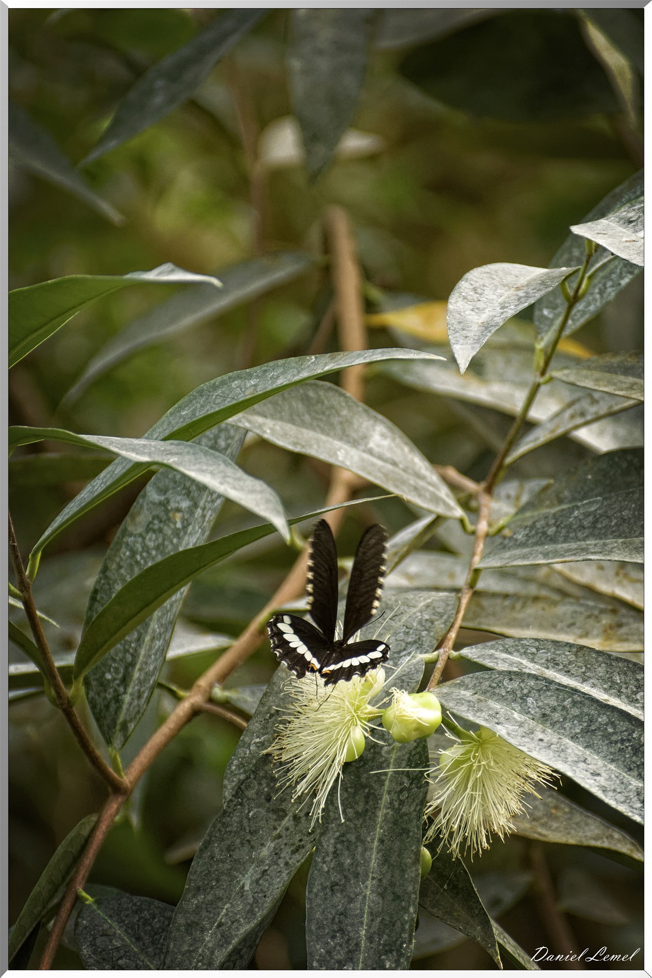 La serre aux papillons