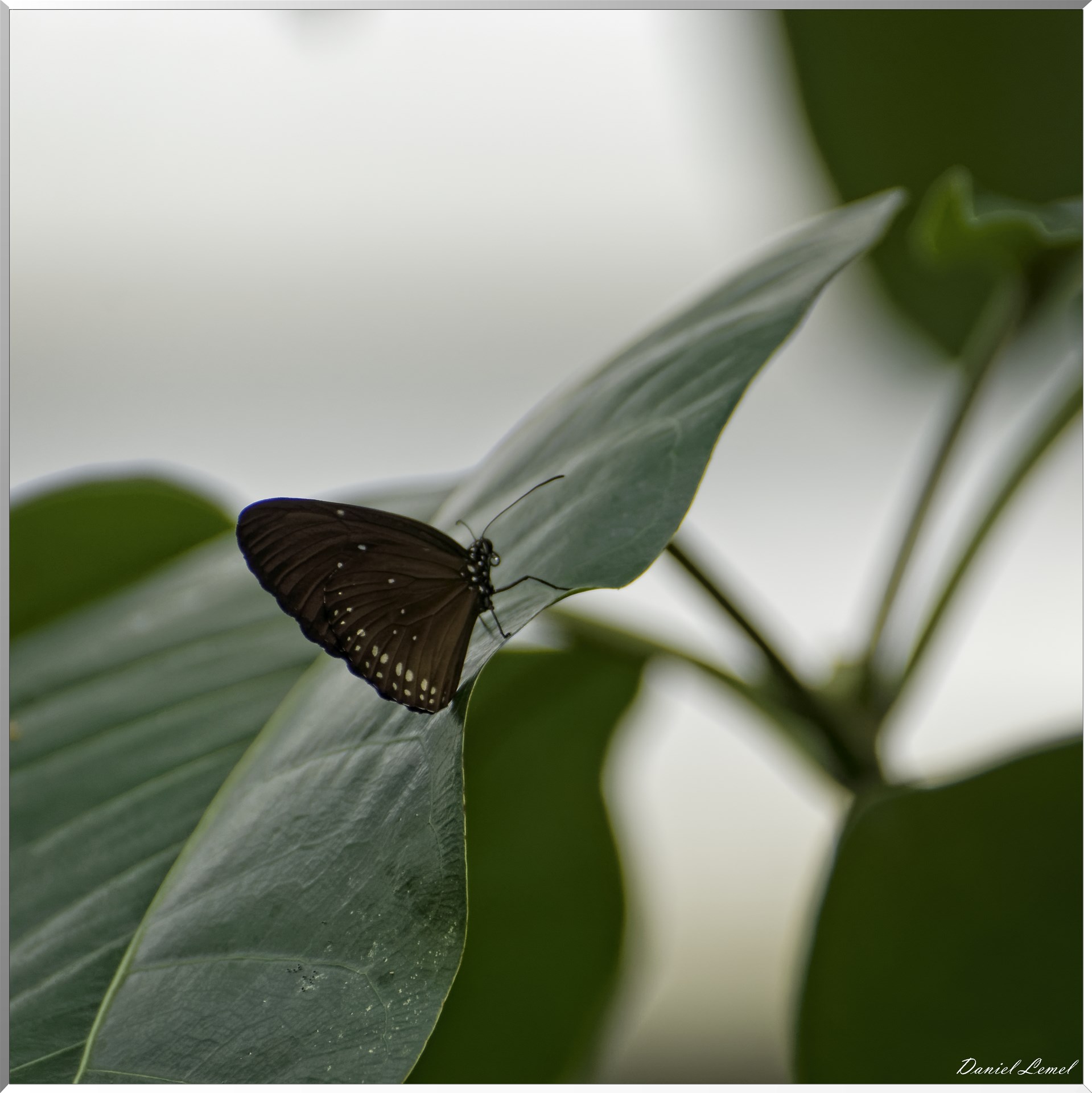 La serre aux papillons