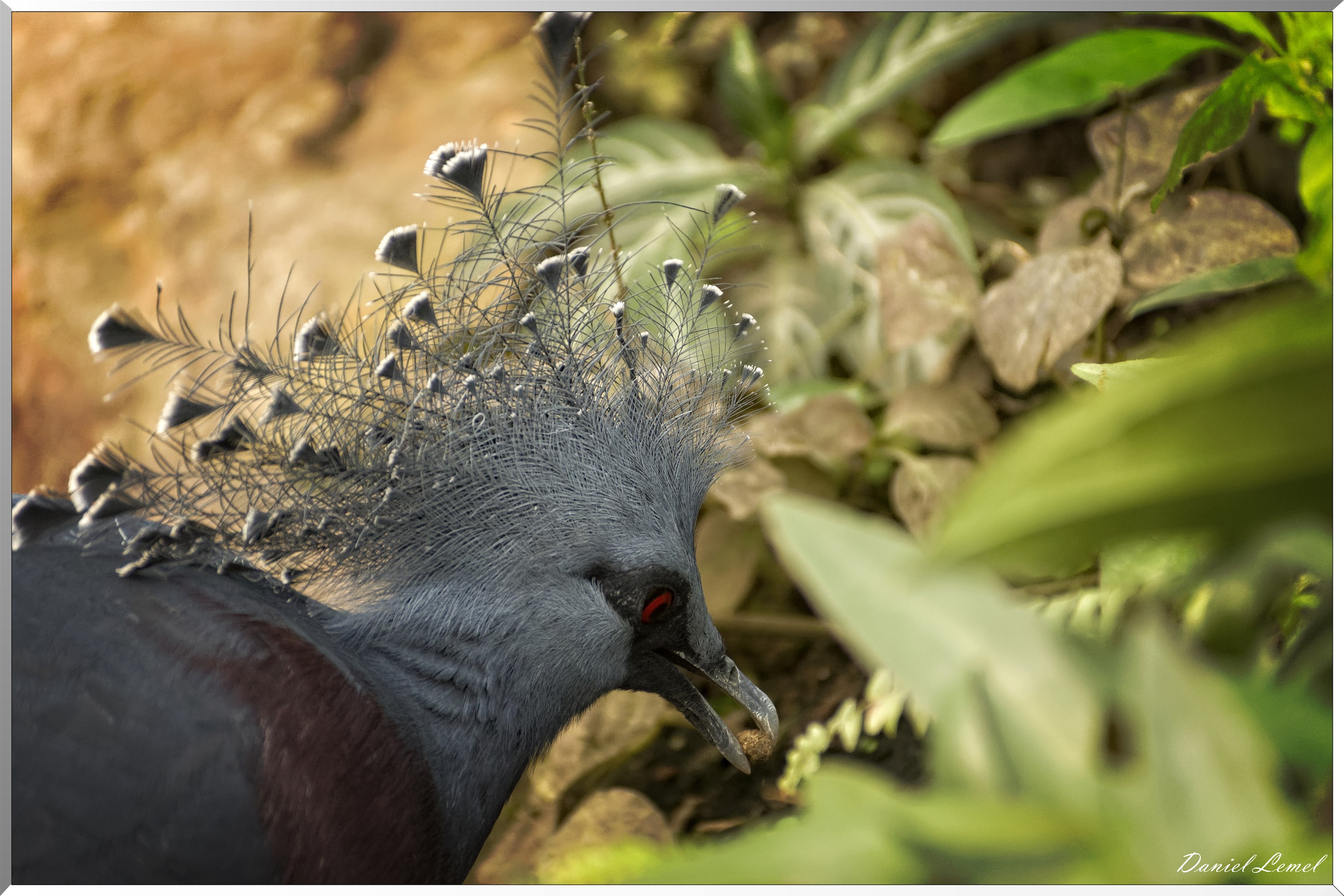 La serre aux papillons