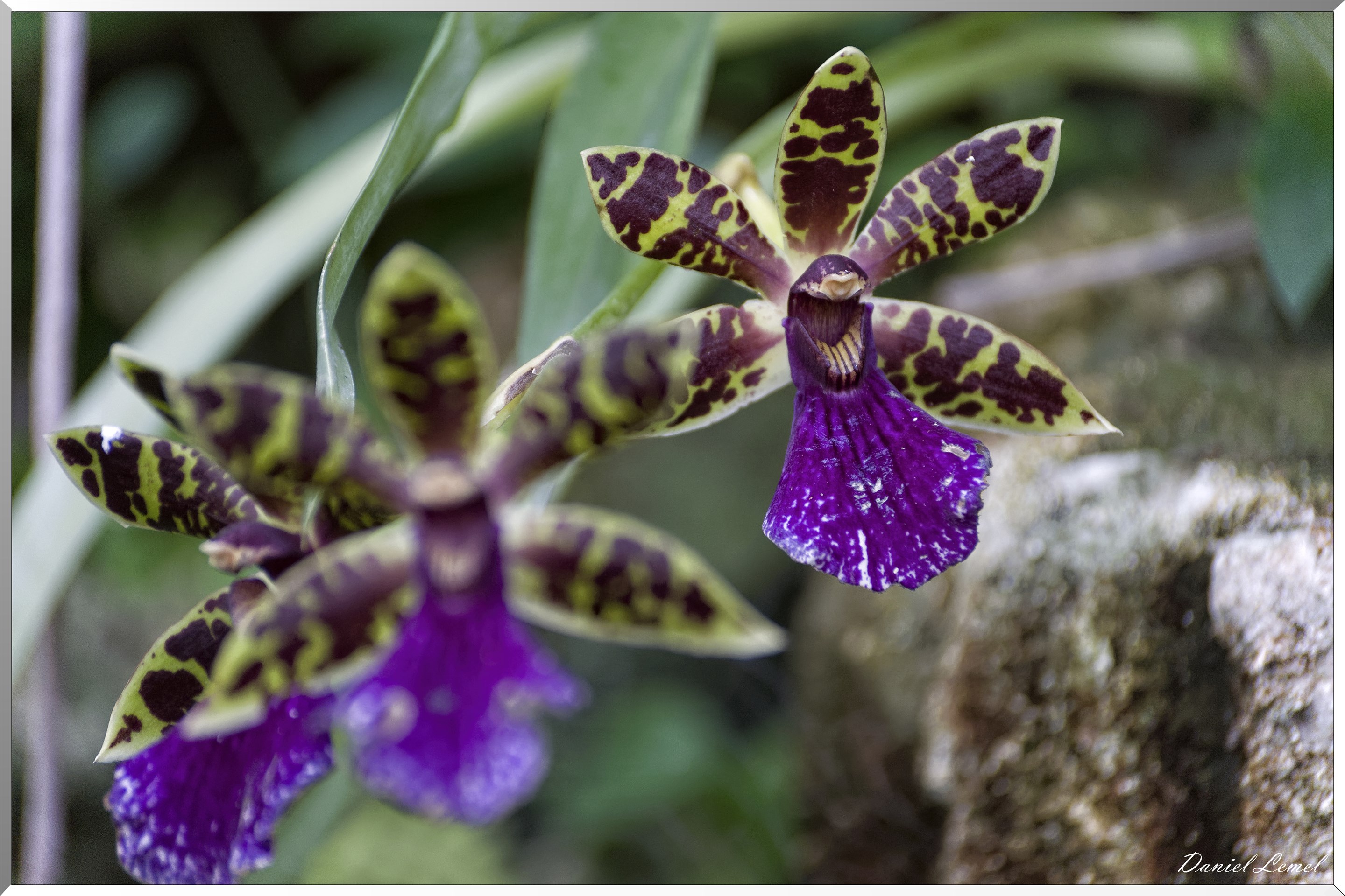 La serre aux papillons