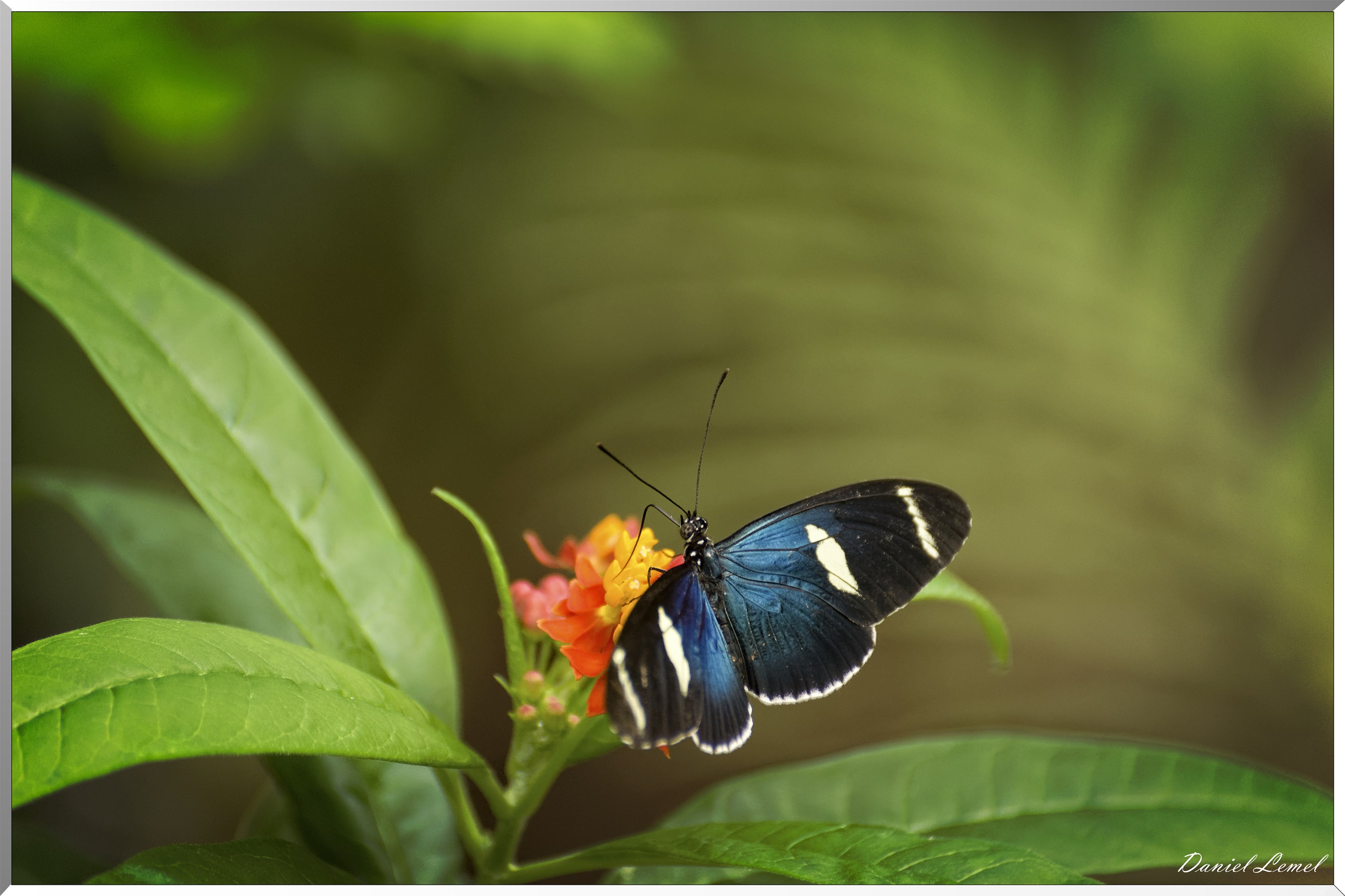 La serre aux papillons