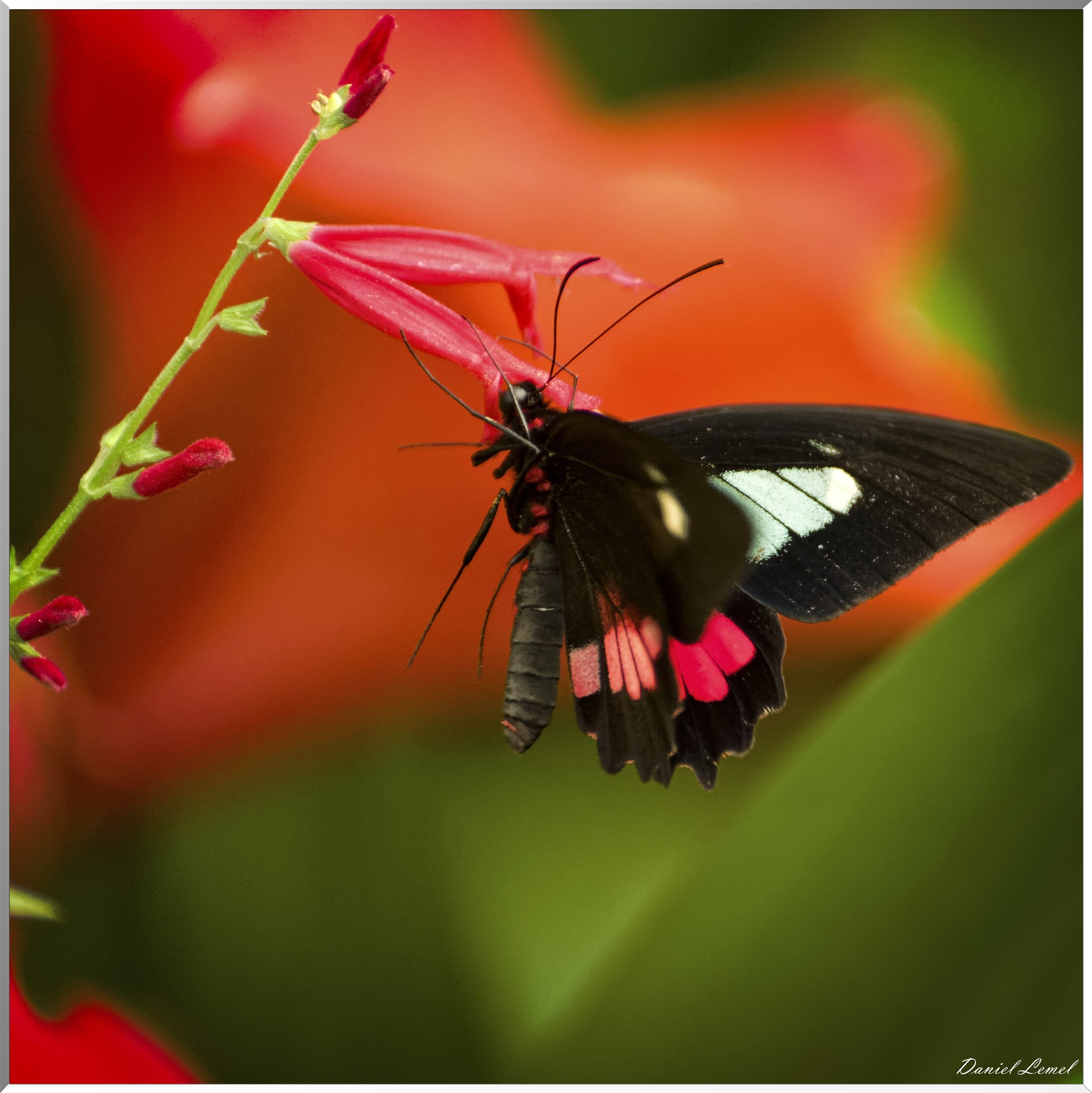 La serre aux papillons