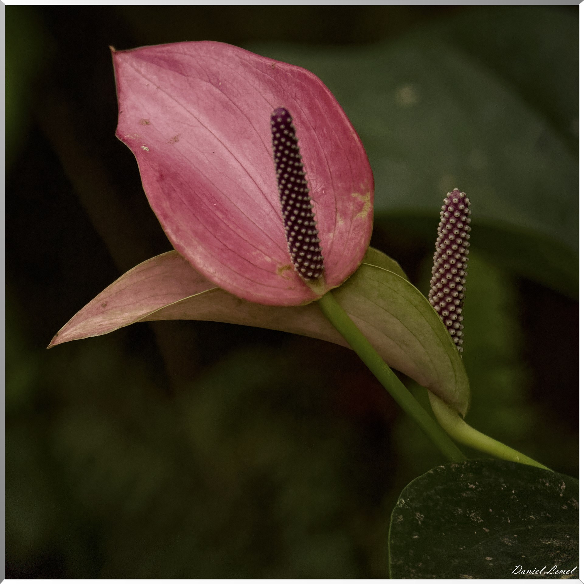La serre aux papillons