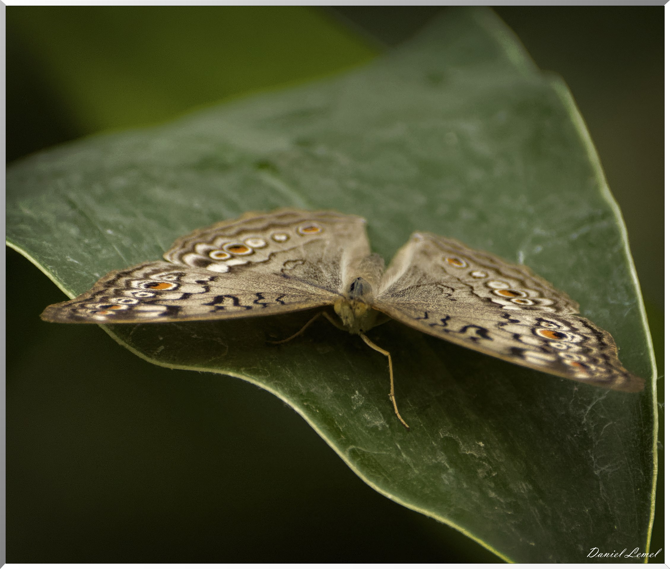 La serre aux papillons