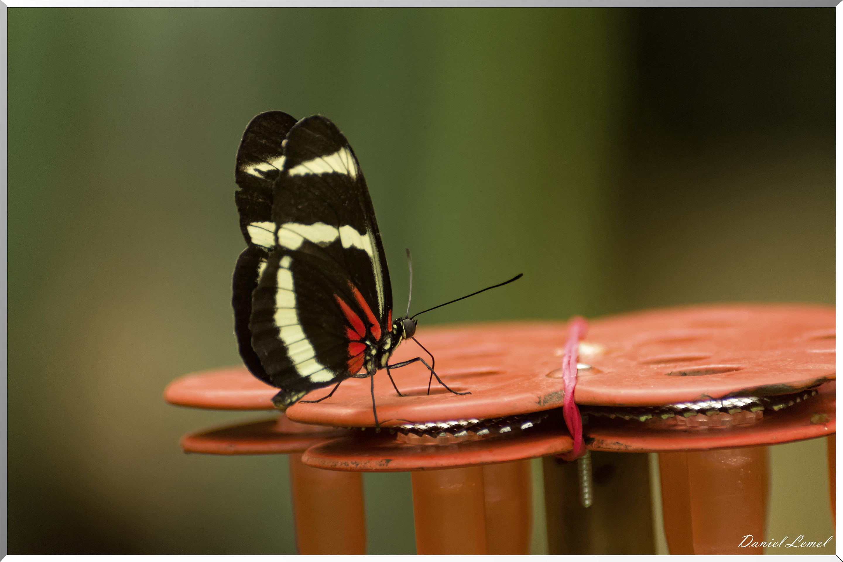 La serre aux papillons