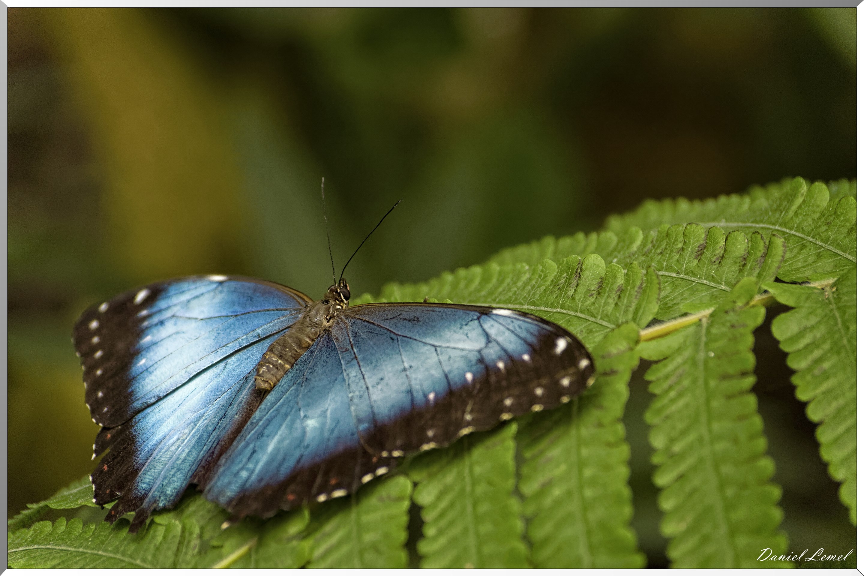 Morpho Pelleides (Costa Rica)