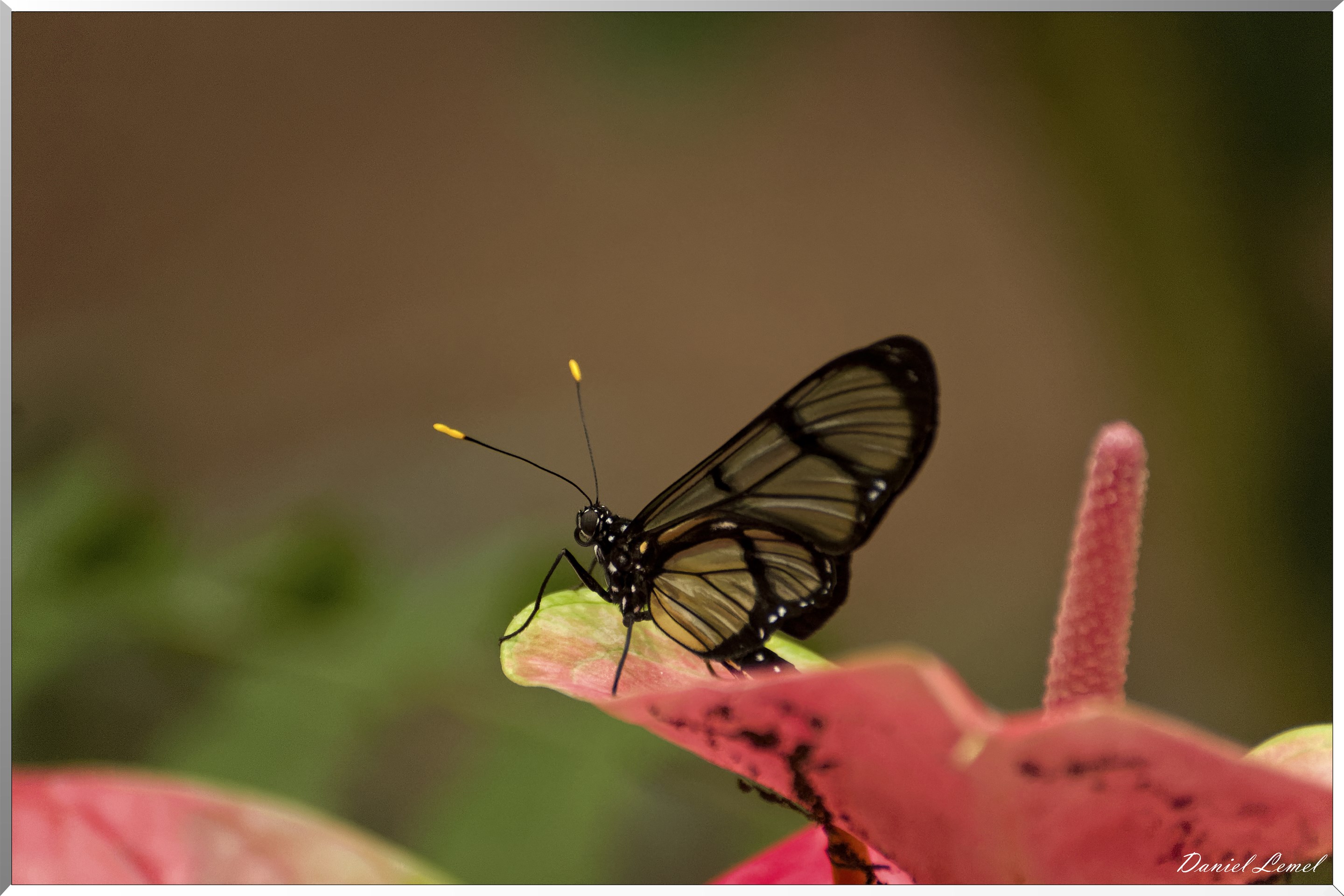 La serre aux papillons