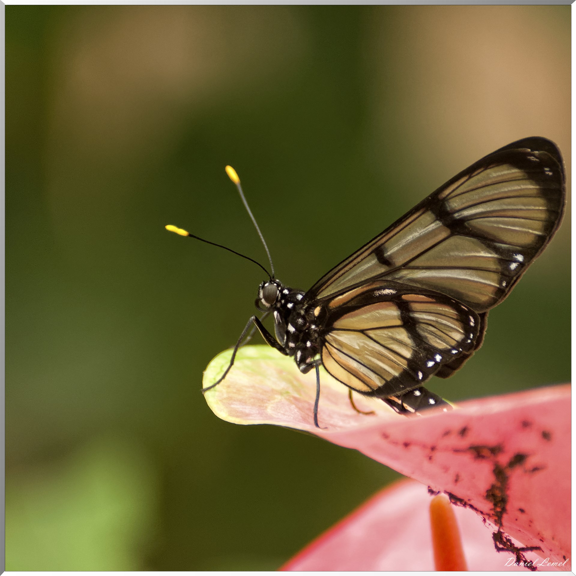 La serre aux papillons