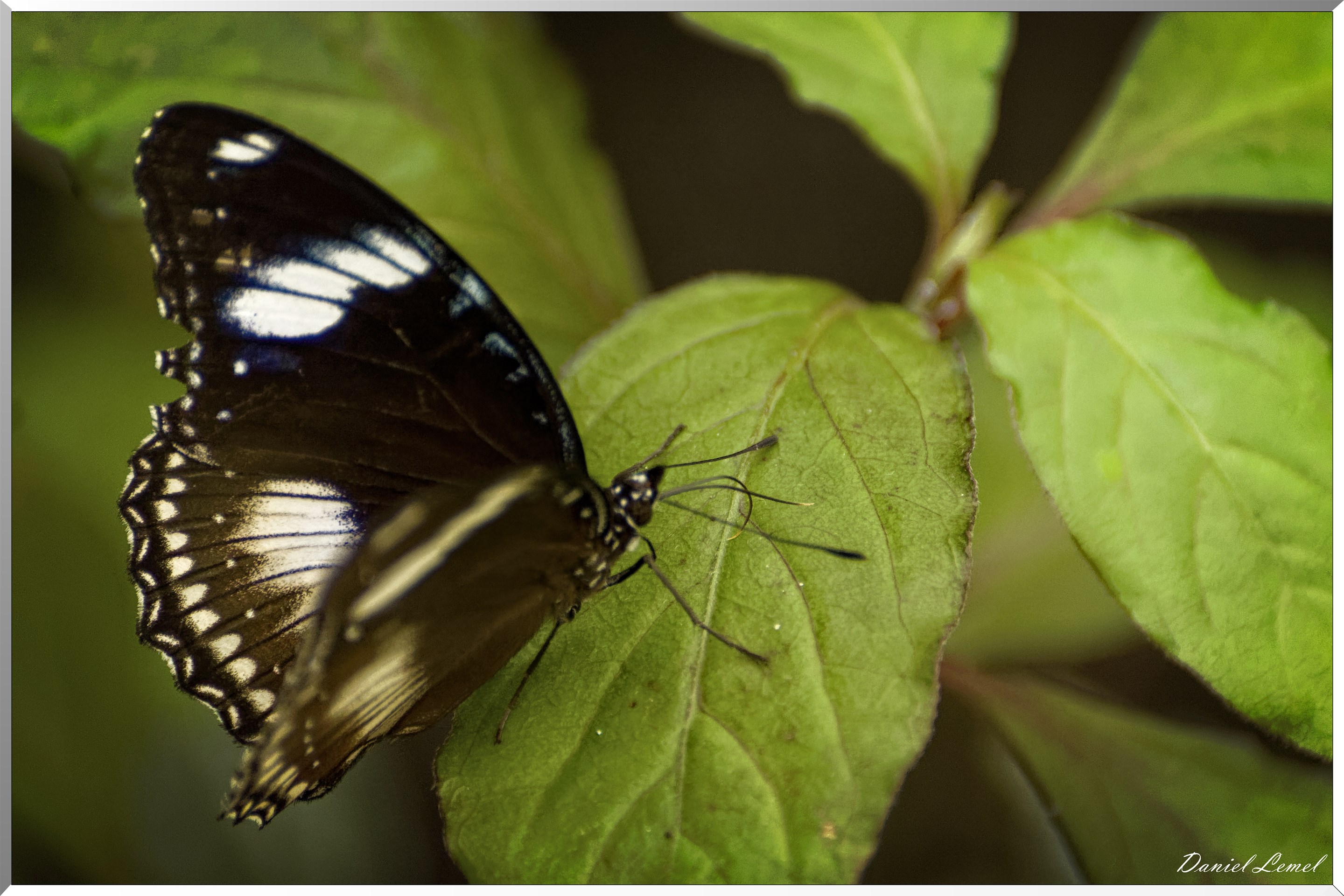 La serre aux papillons