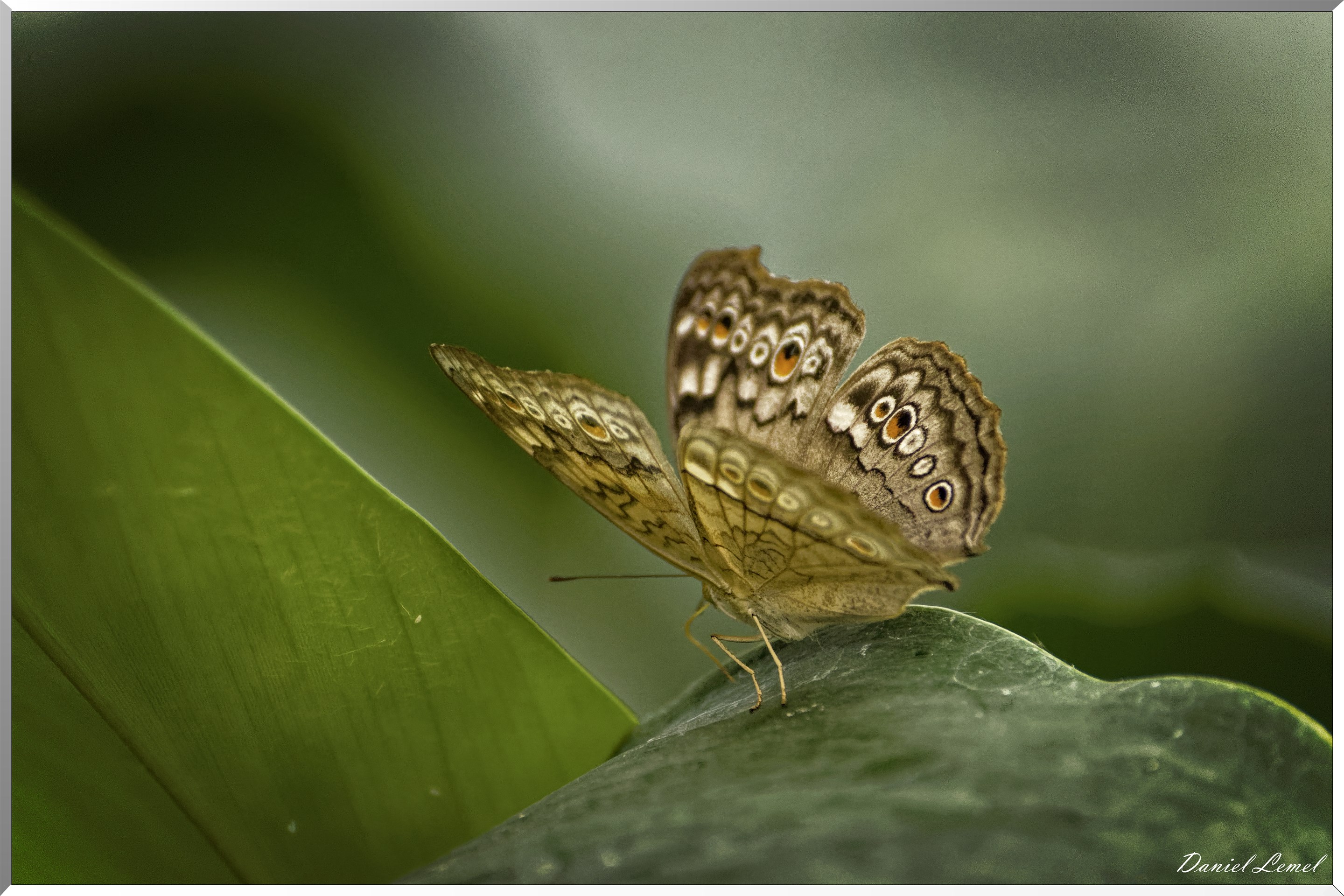 La serre aux papillons