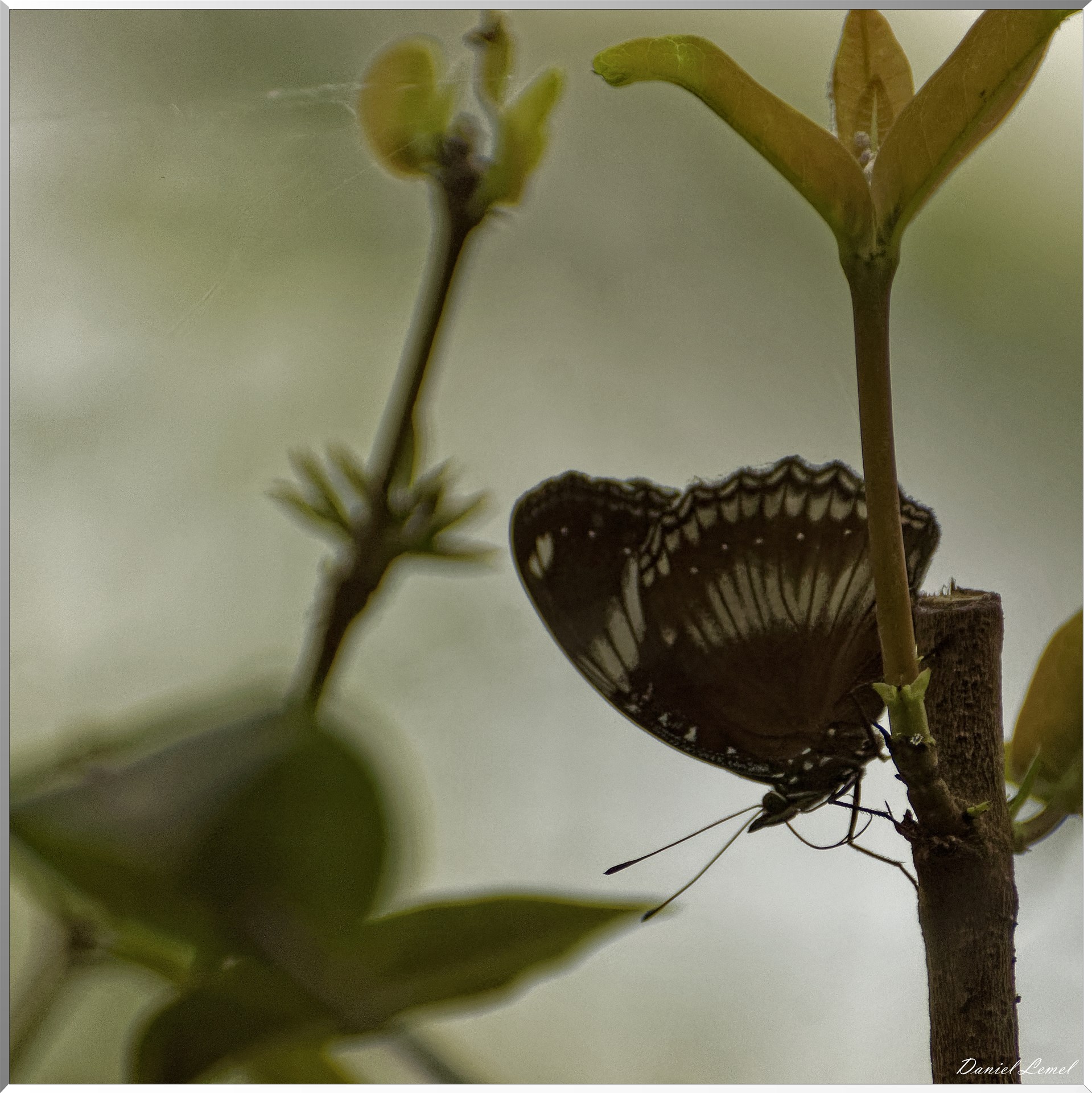 La serre aux papillons