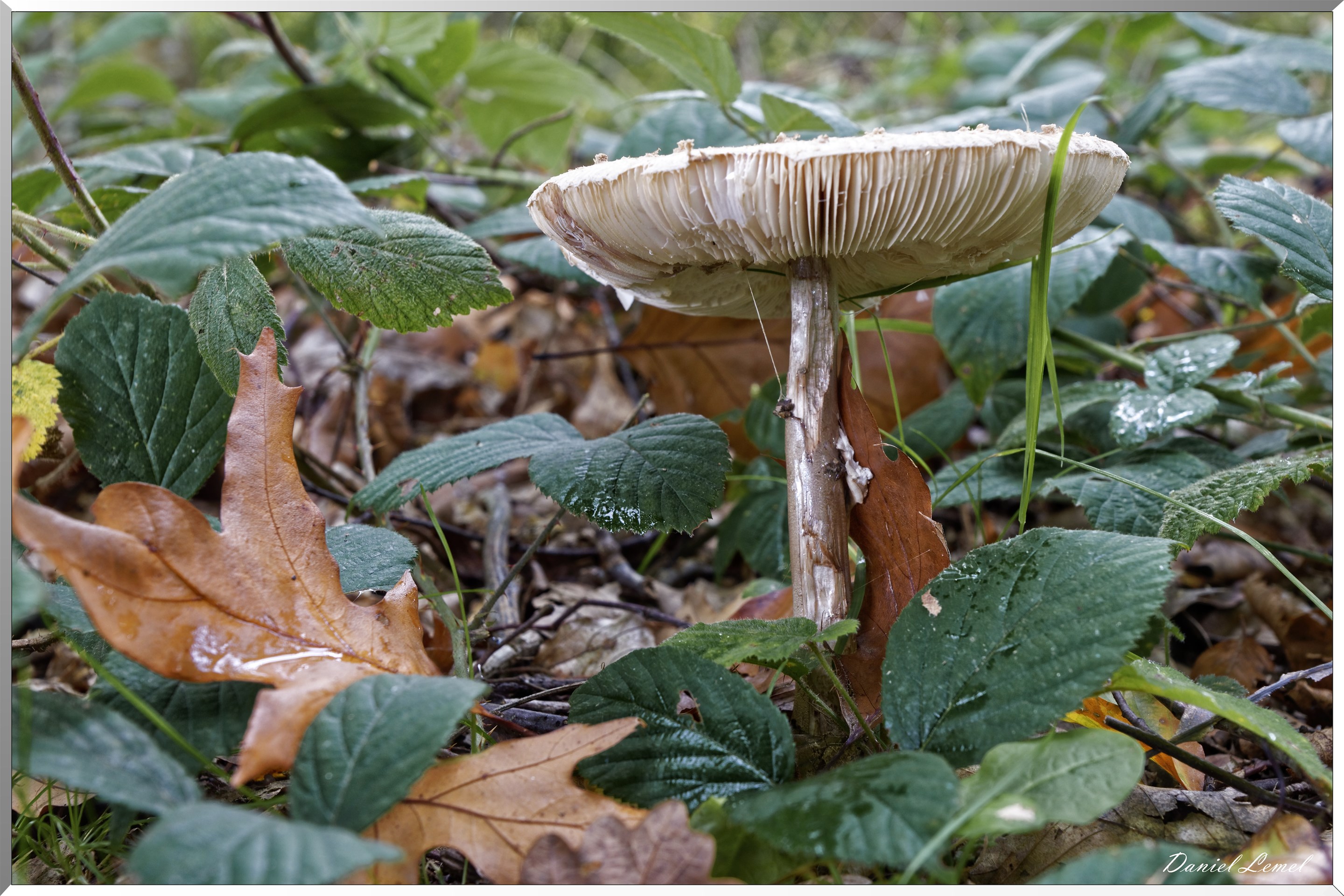 Le monde des champignons au château de Bonnemare