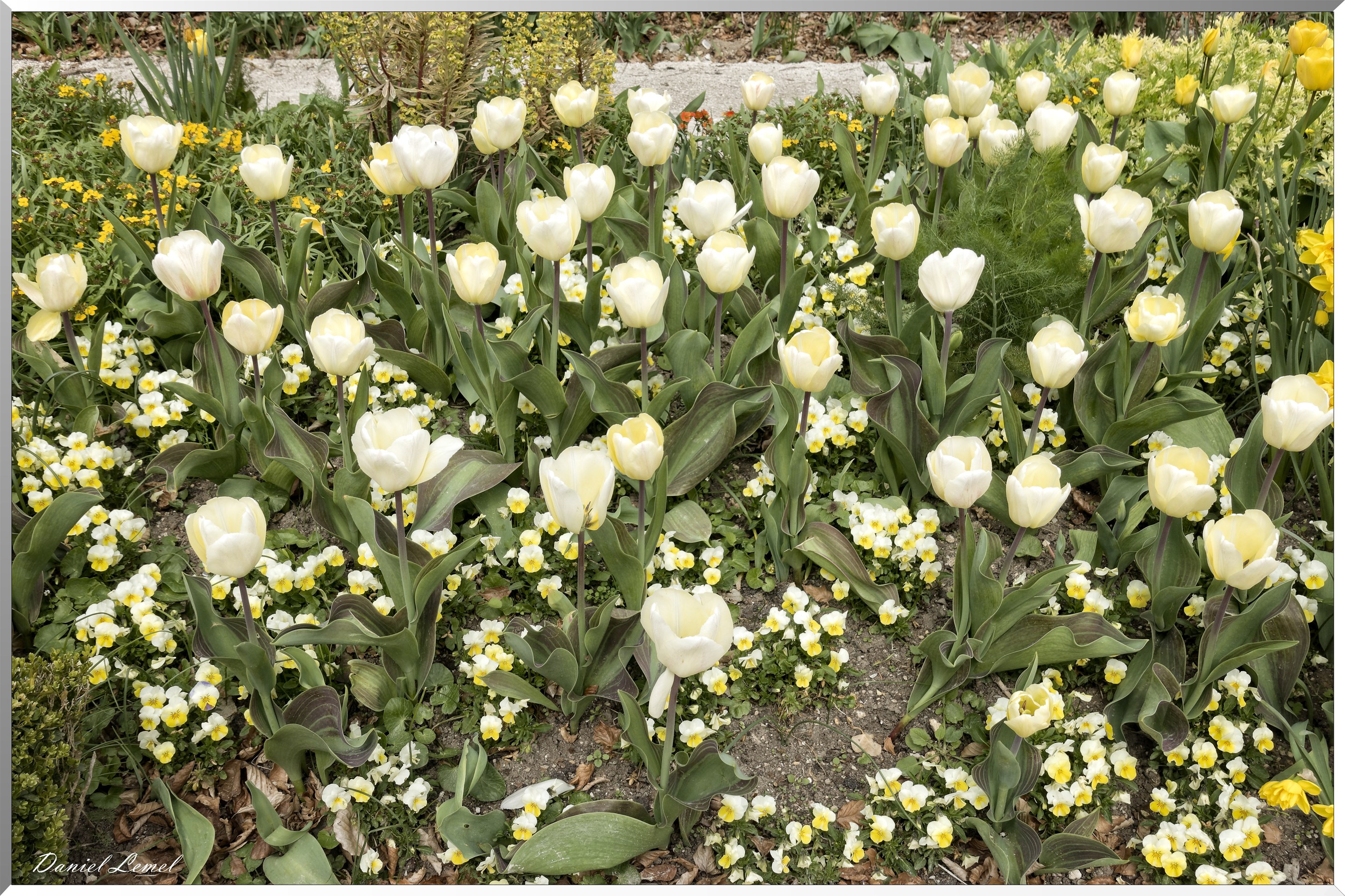 Tulipes