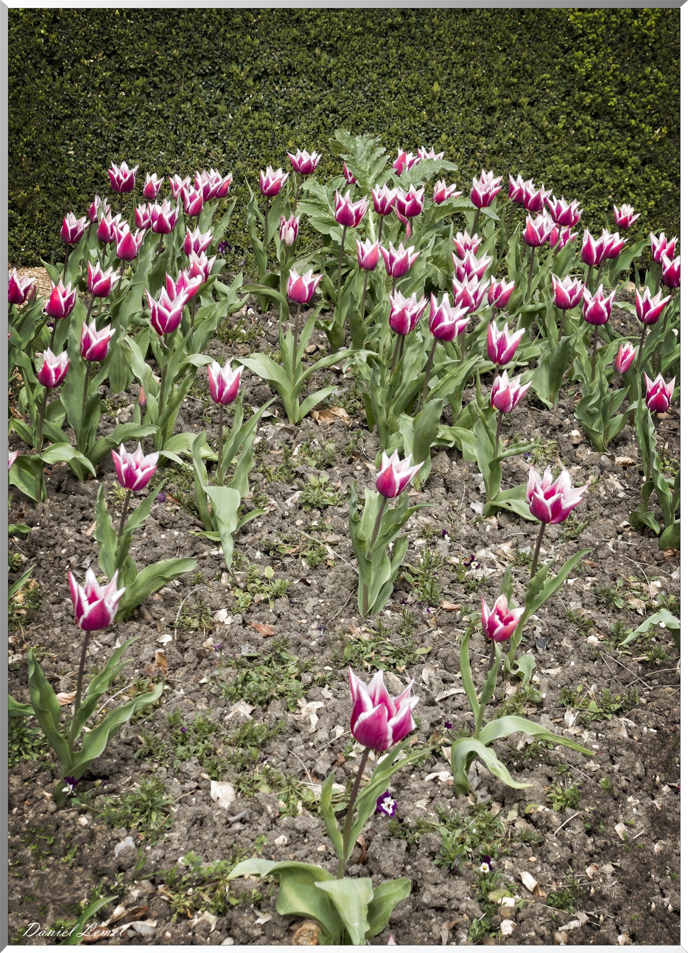 Tulipes