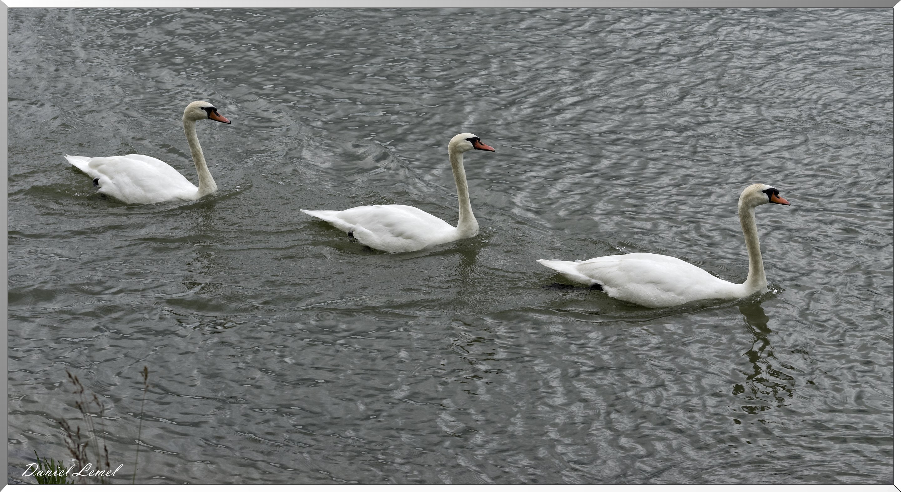 Défilé de cygnes