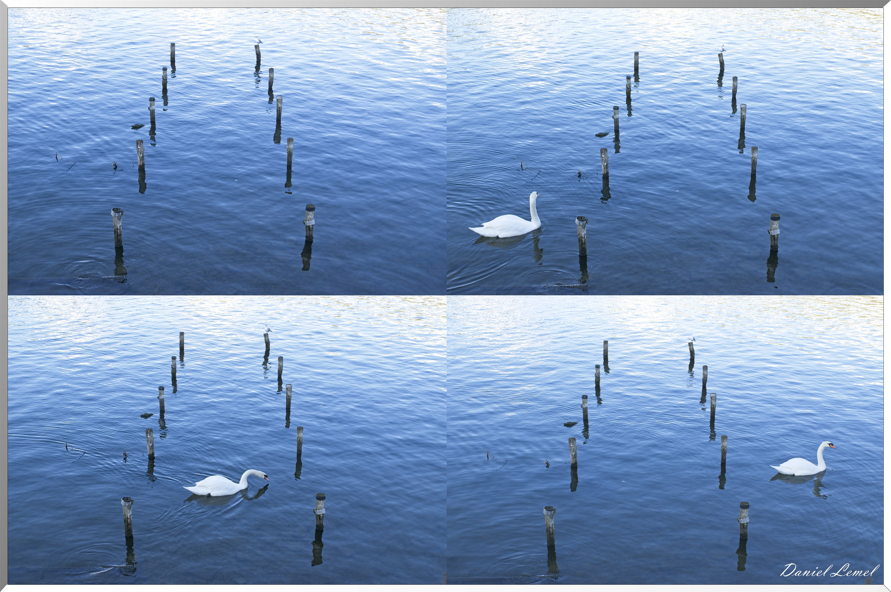 Cygne au fil de l'eau