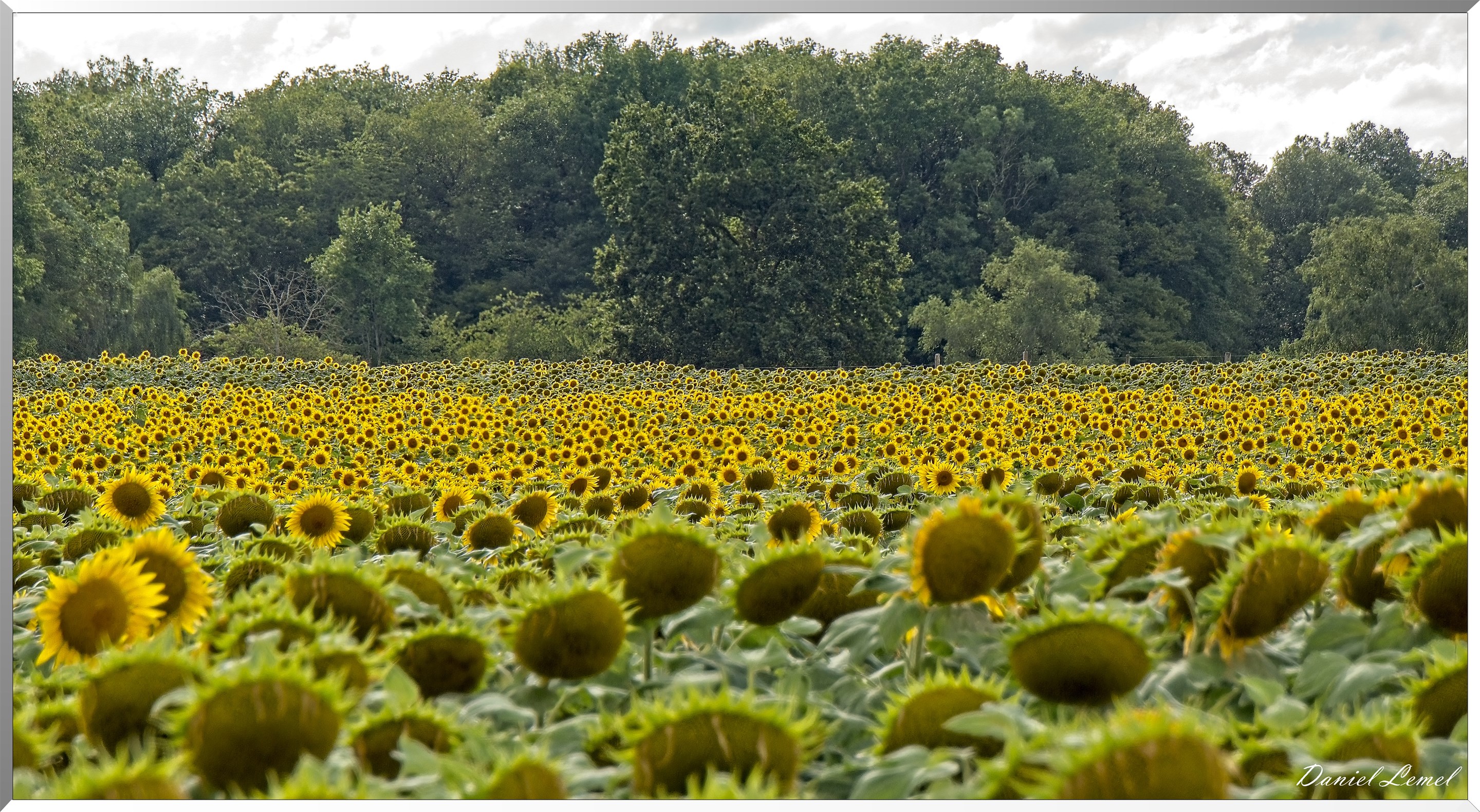 Champs de tournesols