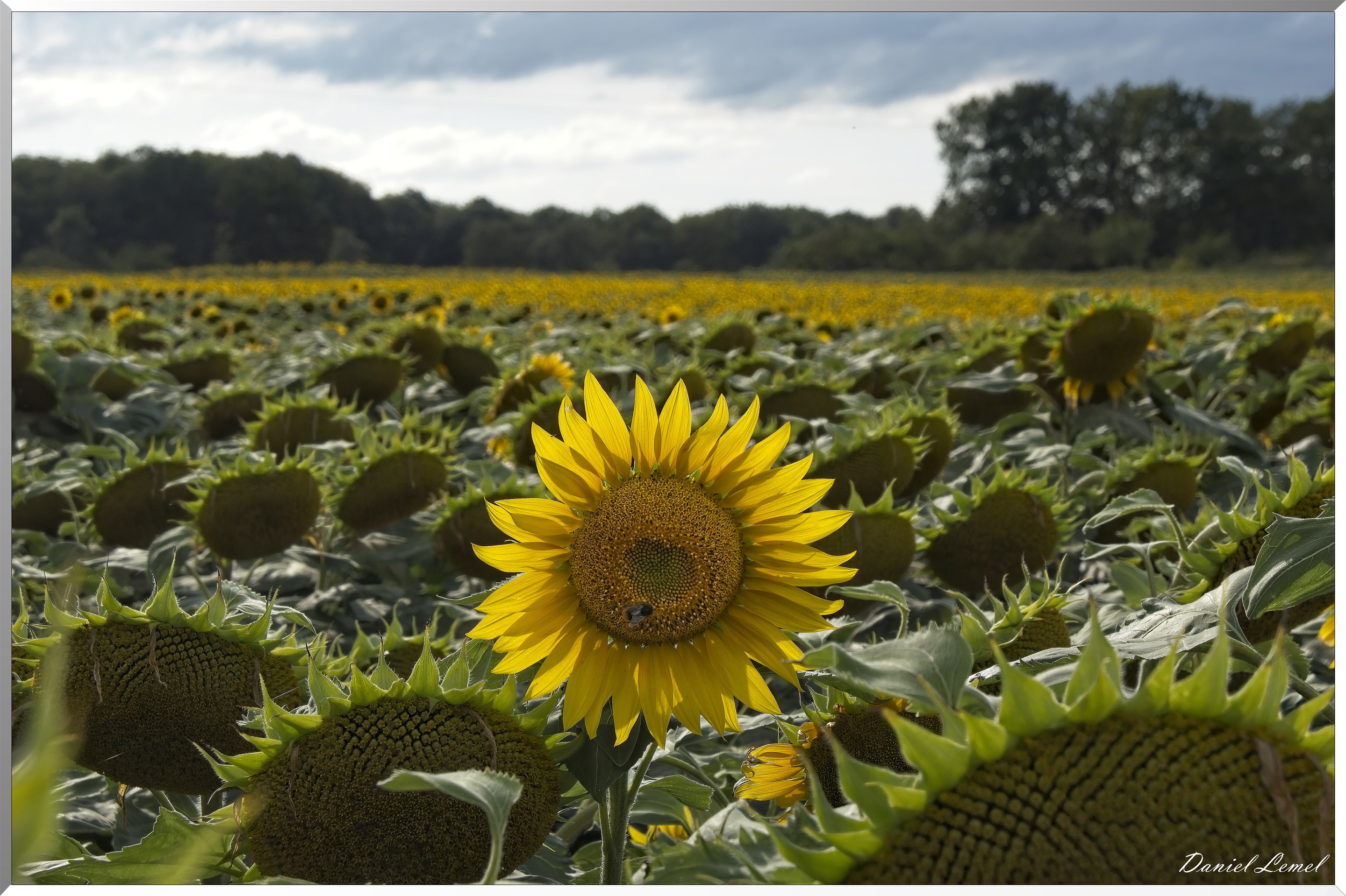 Champs de tournesols