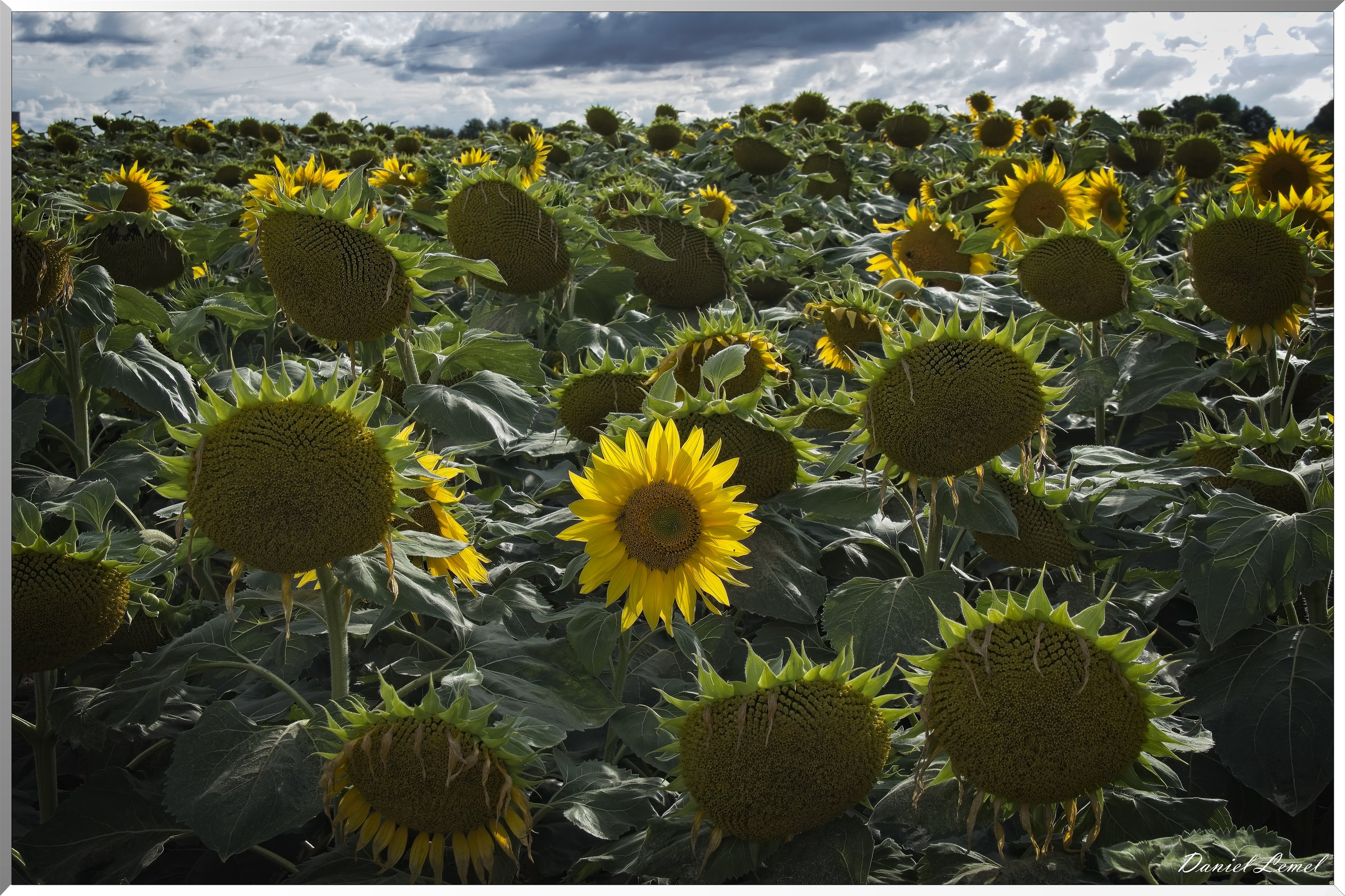 Champs de tournesols