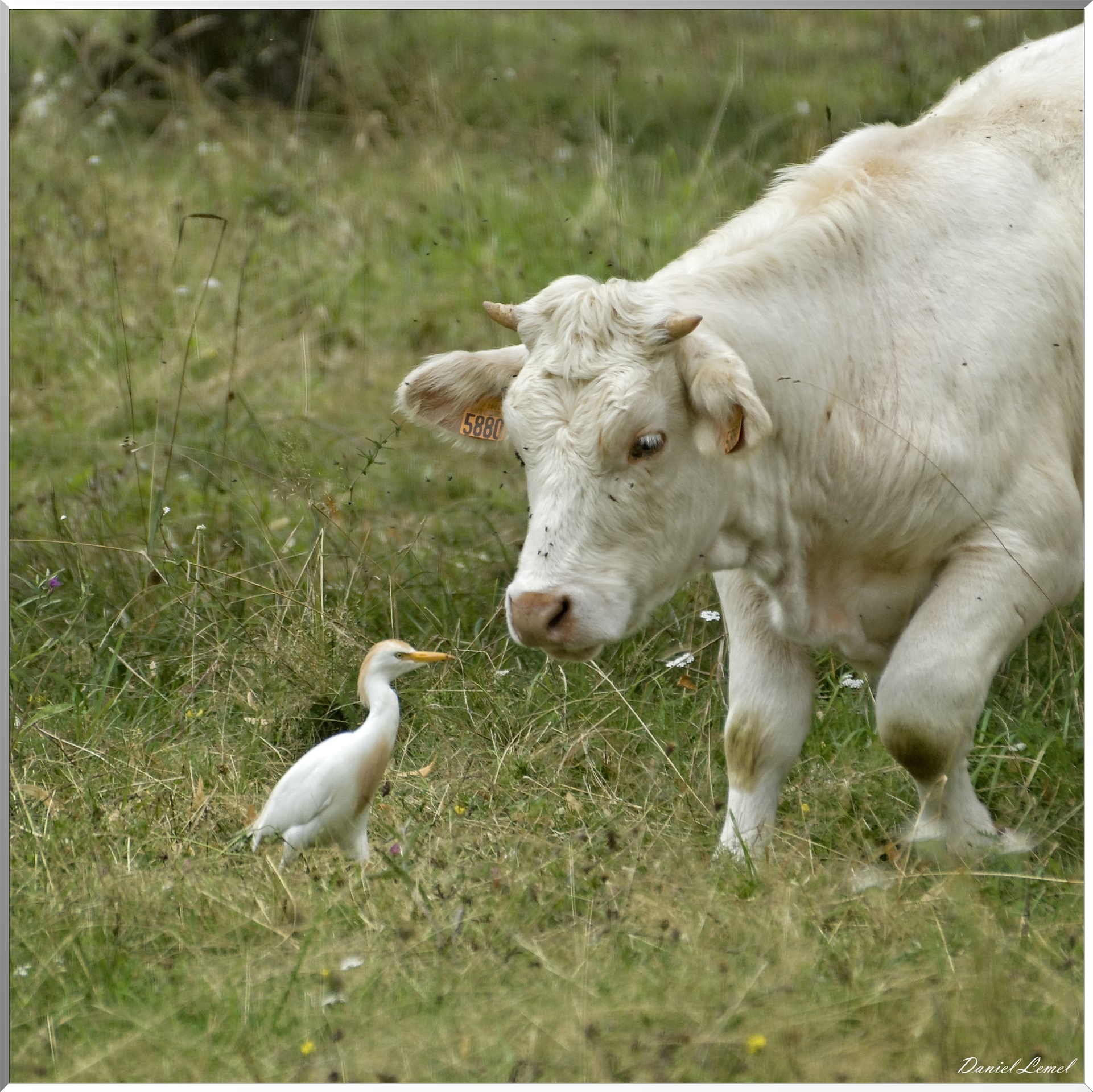 Le veau et le Héron garde-bœufs