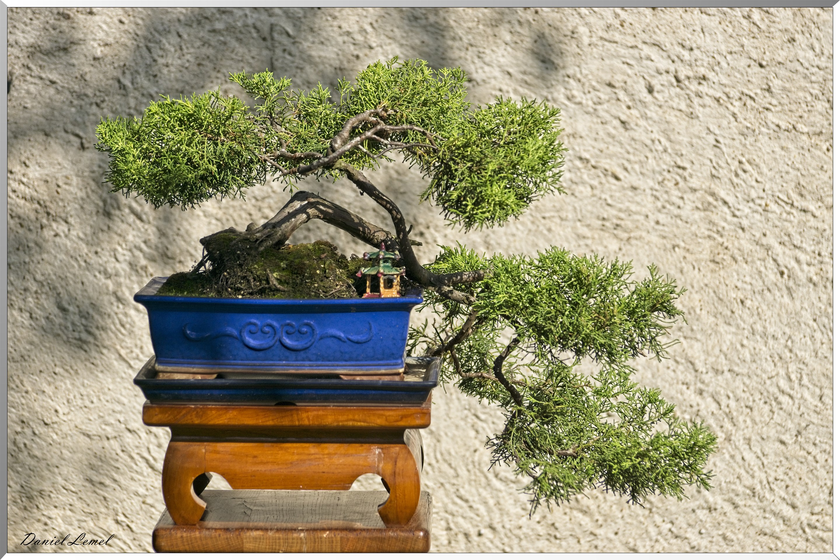 Bonsai