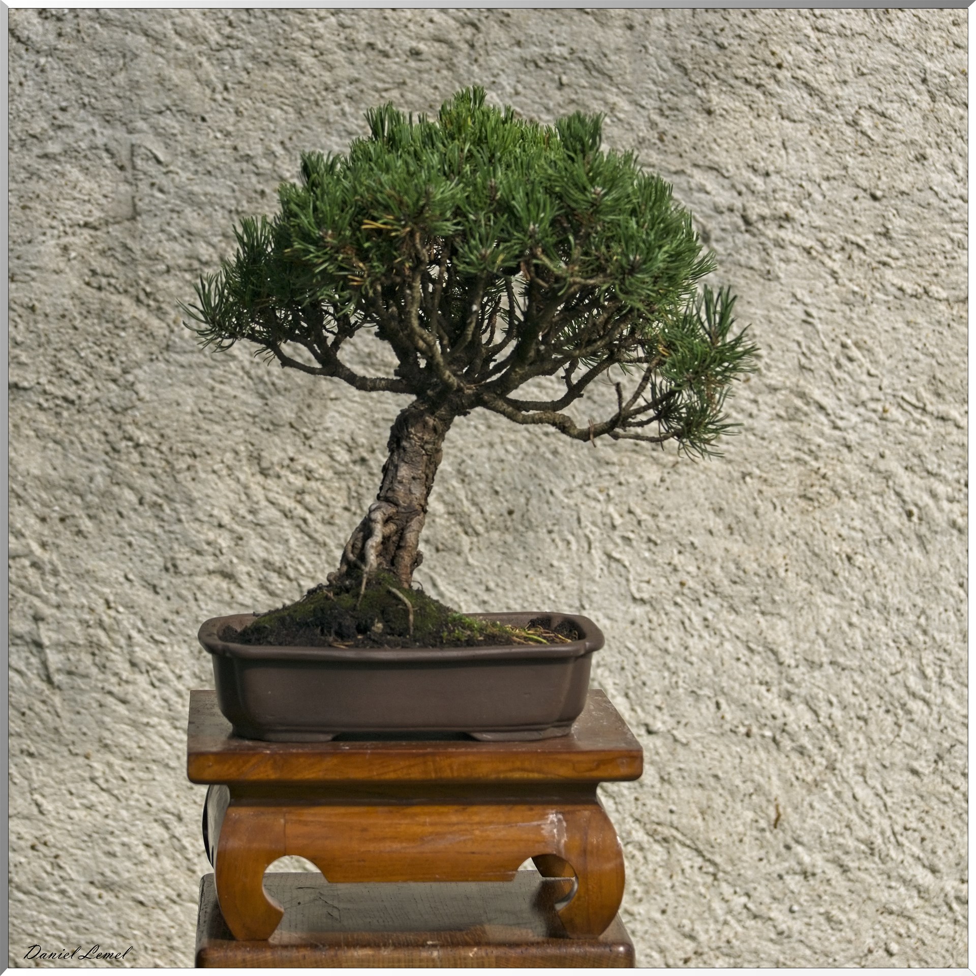 Bonsai