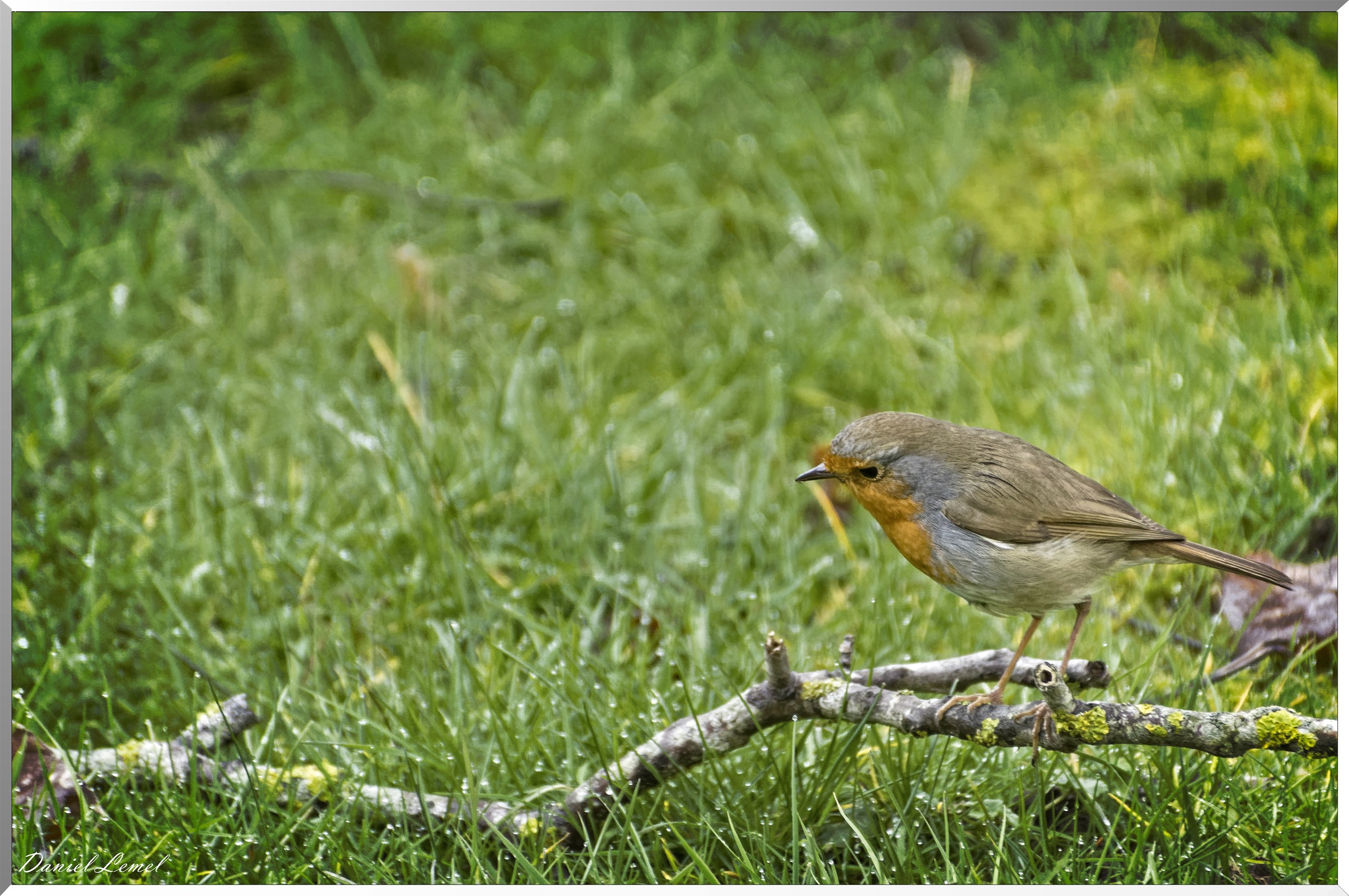 Rouge-gorge familier