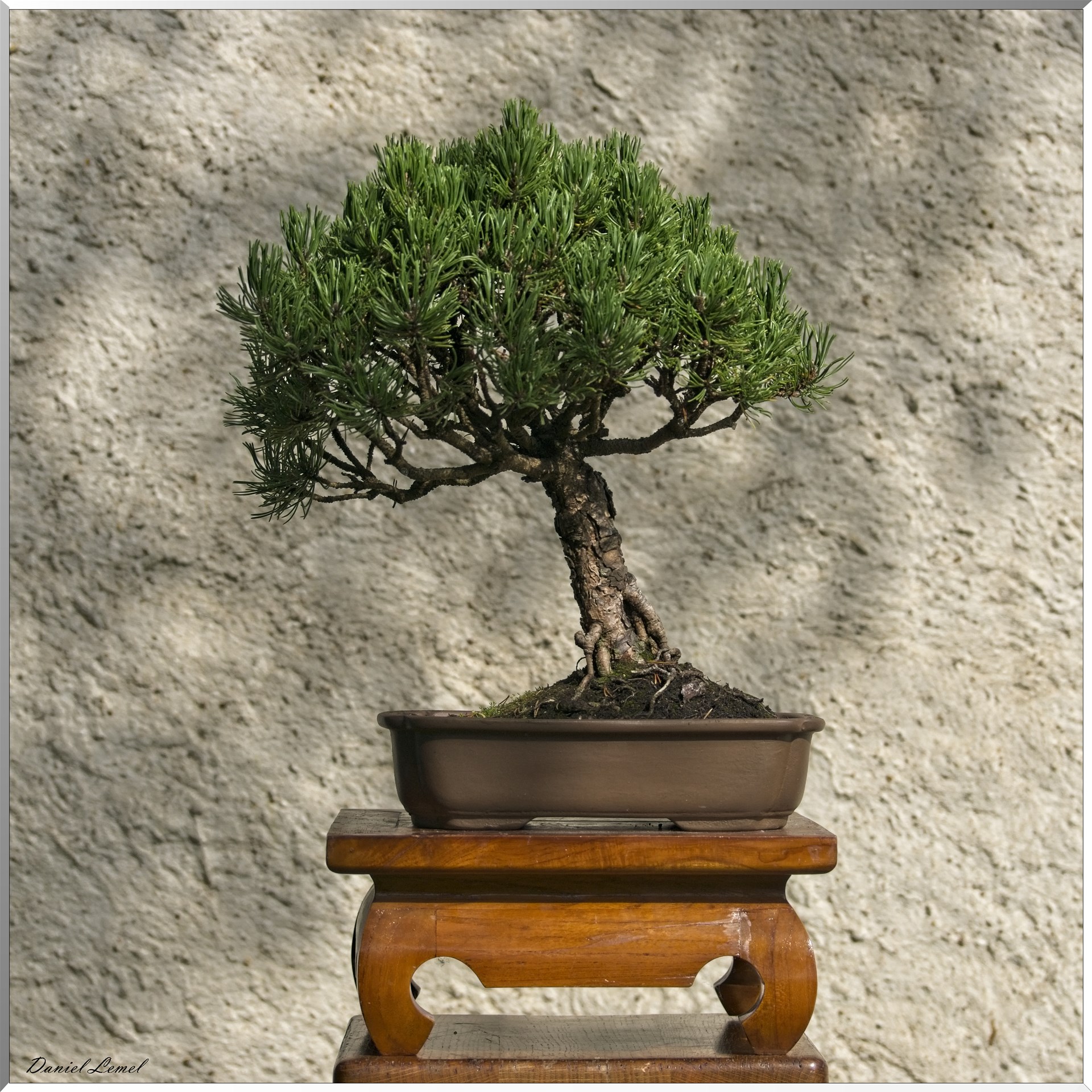 Bonsai
