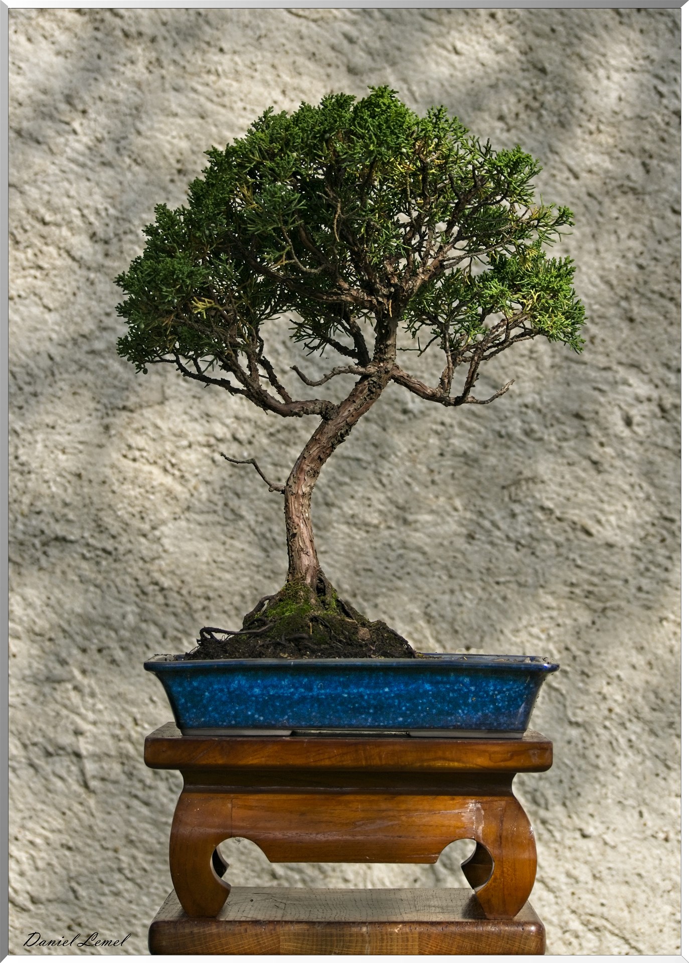 Bonsai