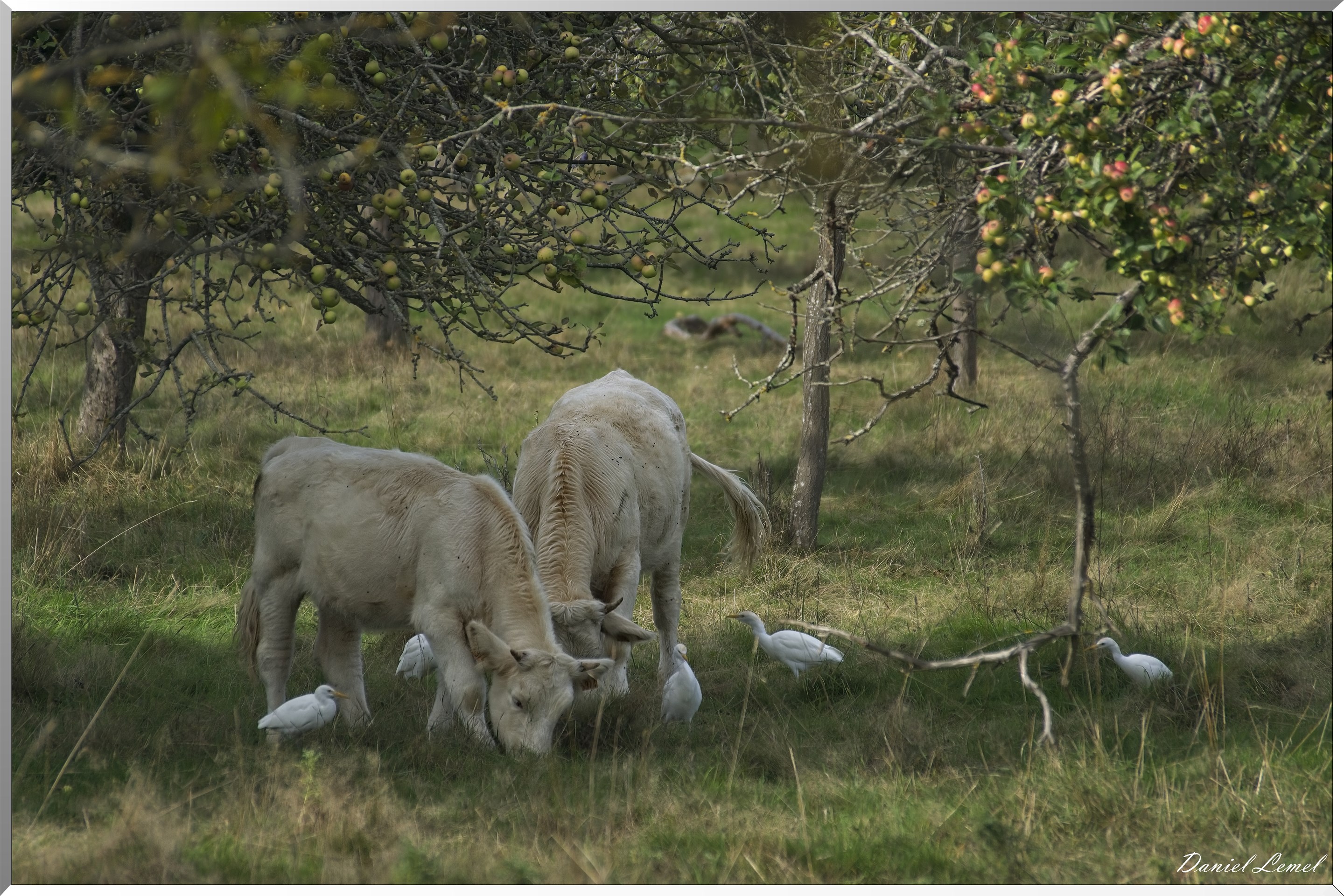 Le veau et les Hérons garde-bœufs