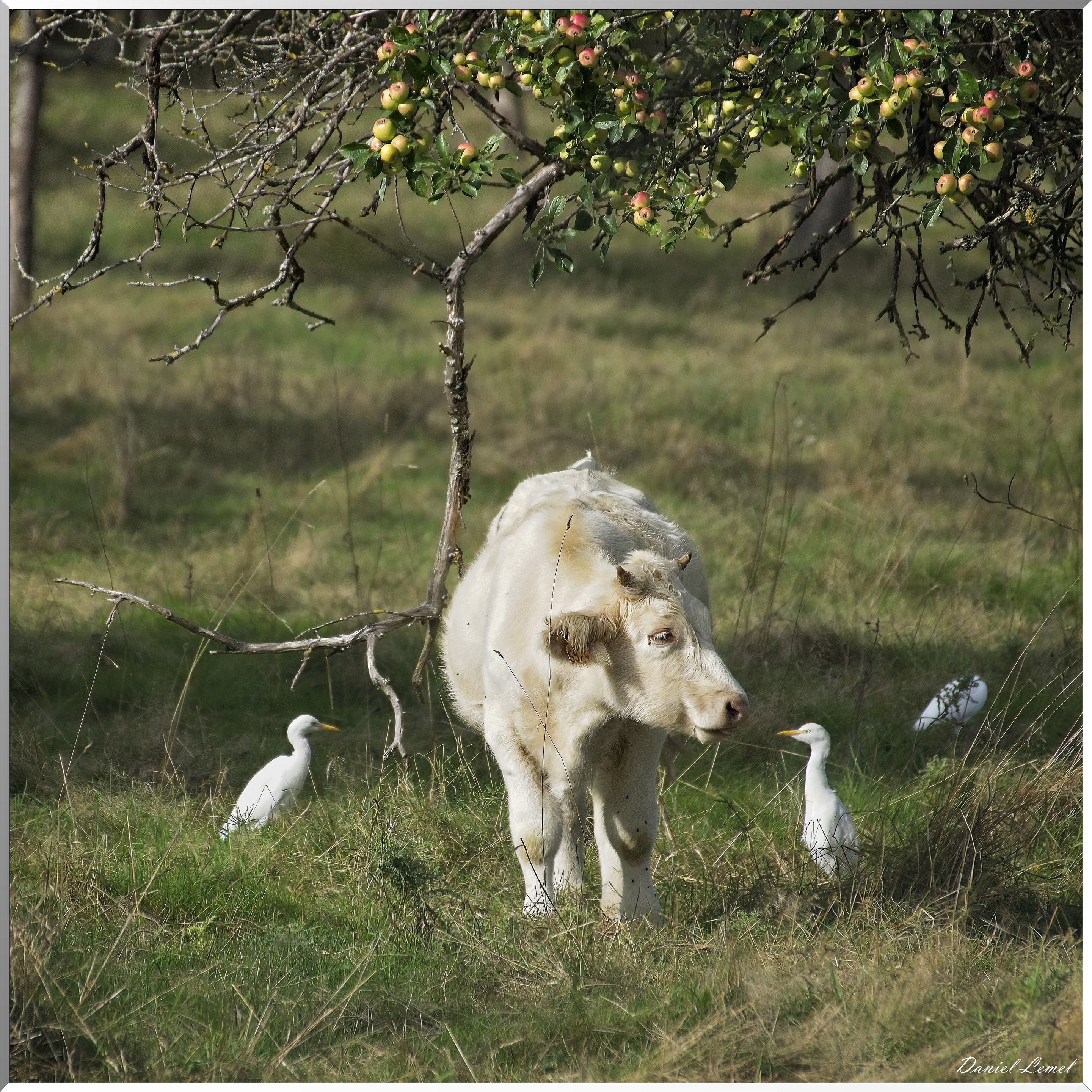 Le veau et les Hérons garde-bœufs