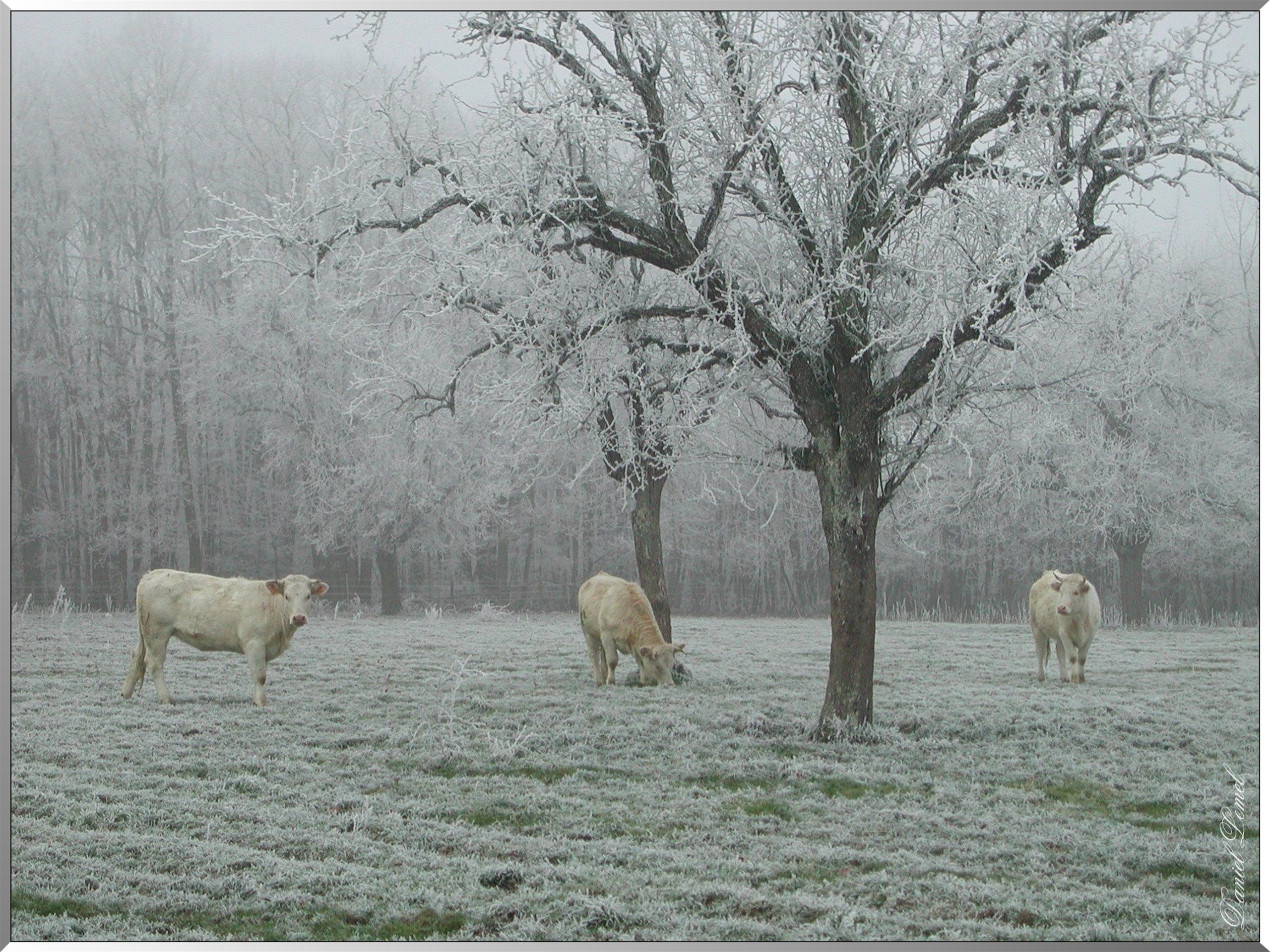 Vaches dans les prés