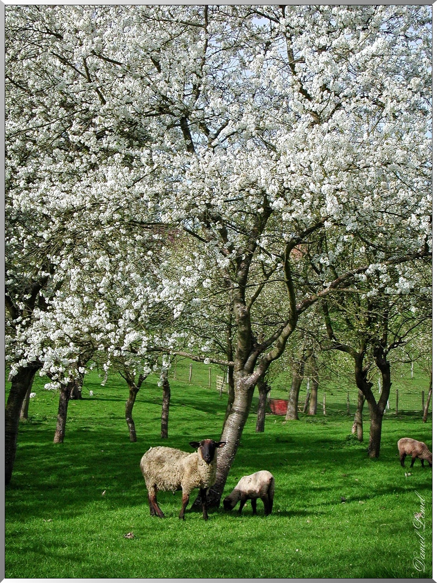 Mirabelliers en fleurs