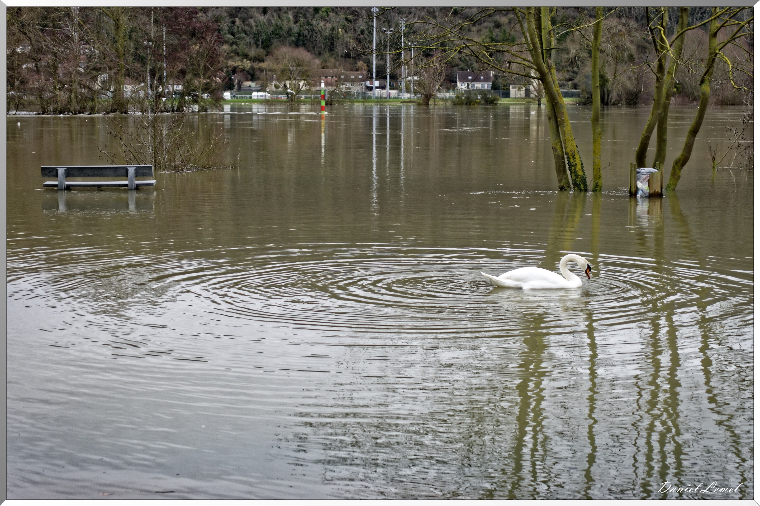 Cygne