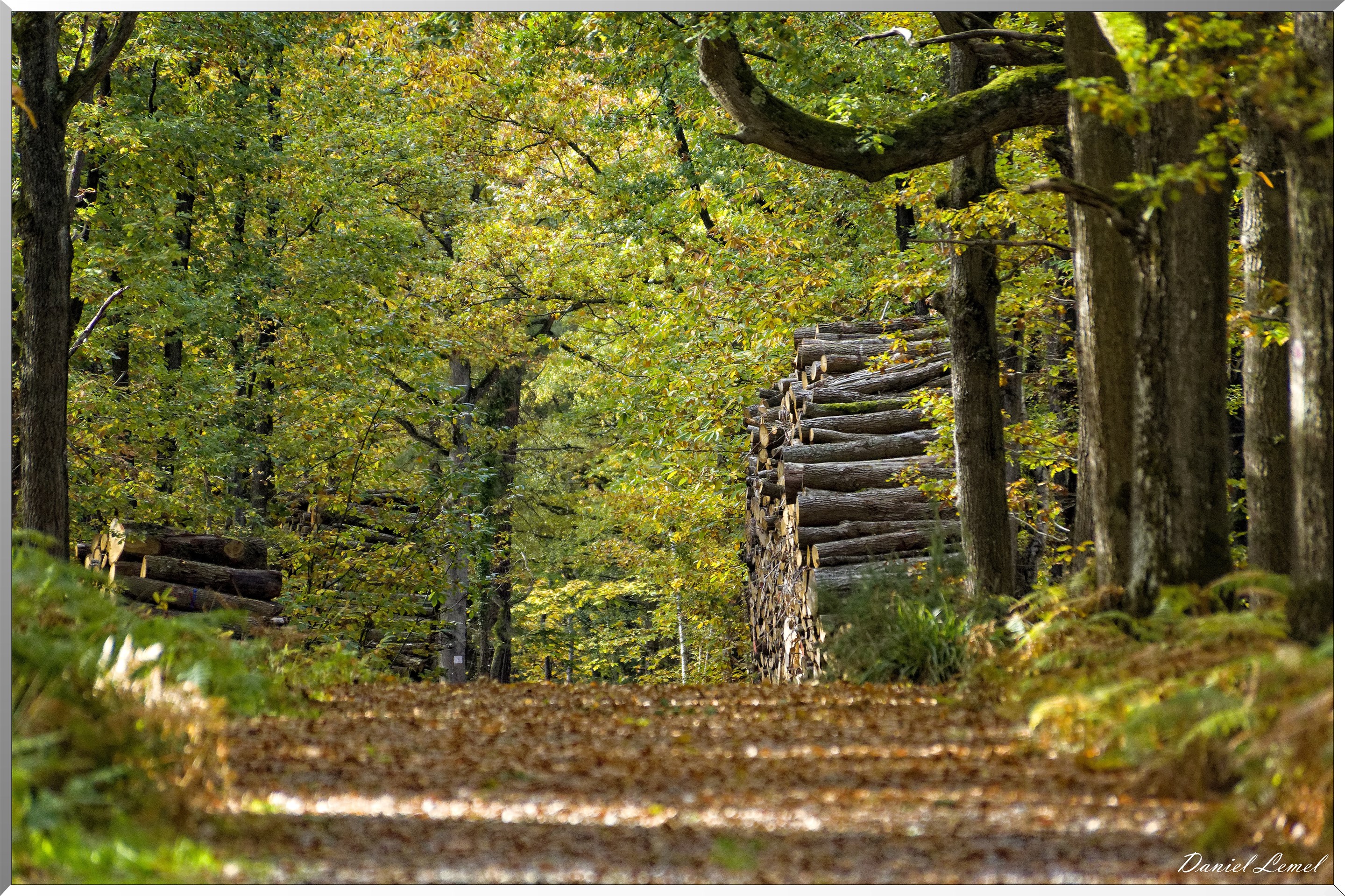 Bois de Brillehaut à l'Automne
