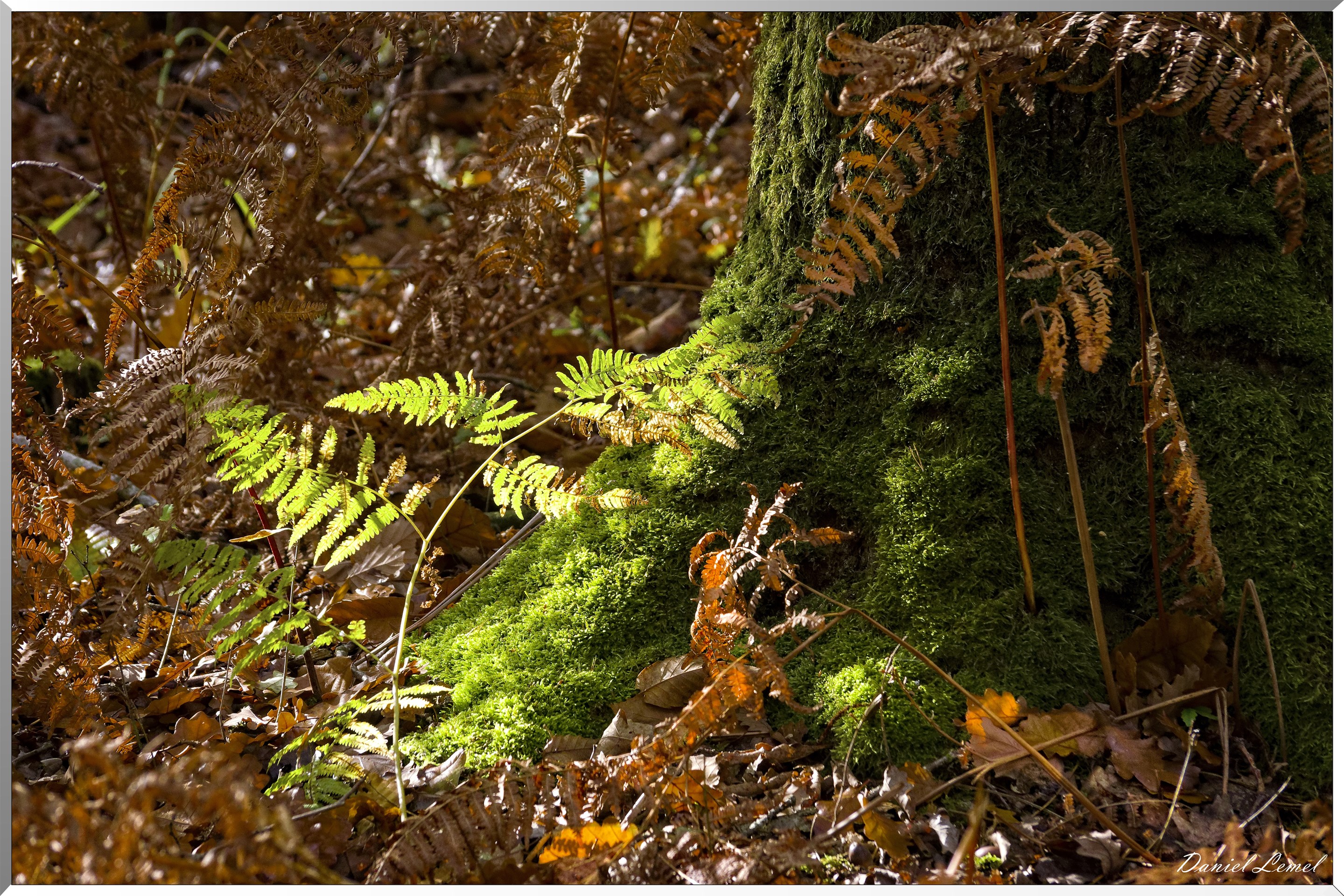 Bois de Brillehaut à l'Automne