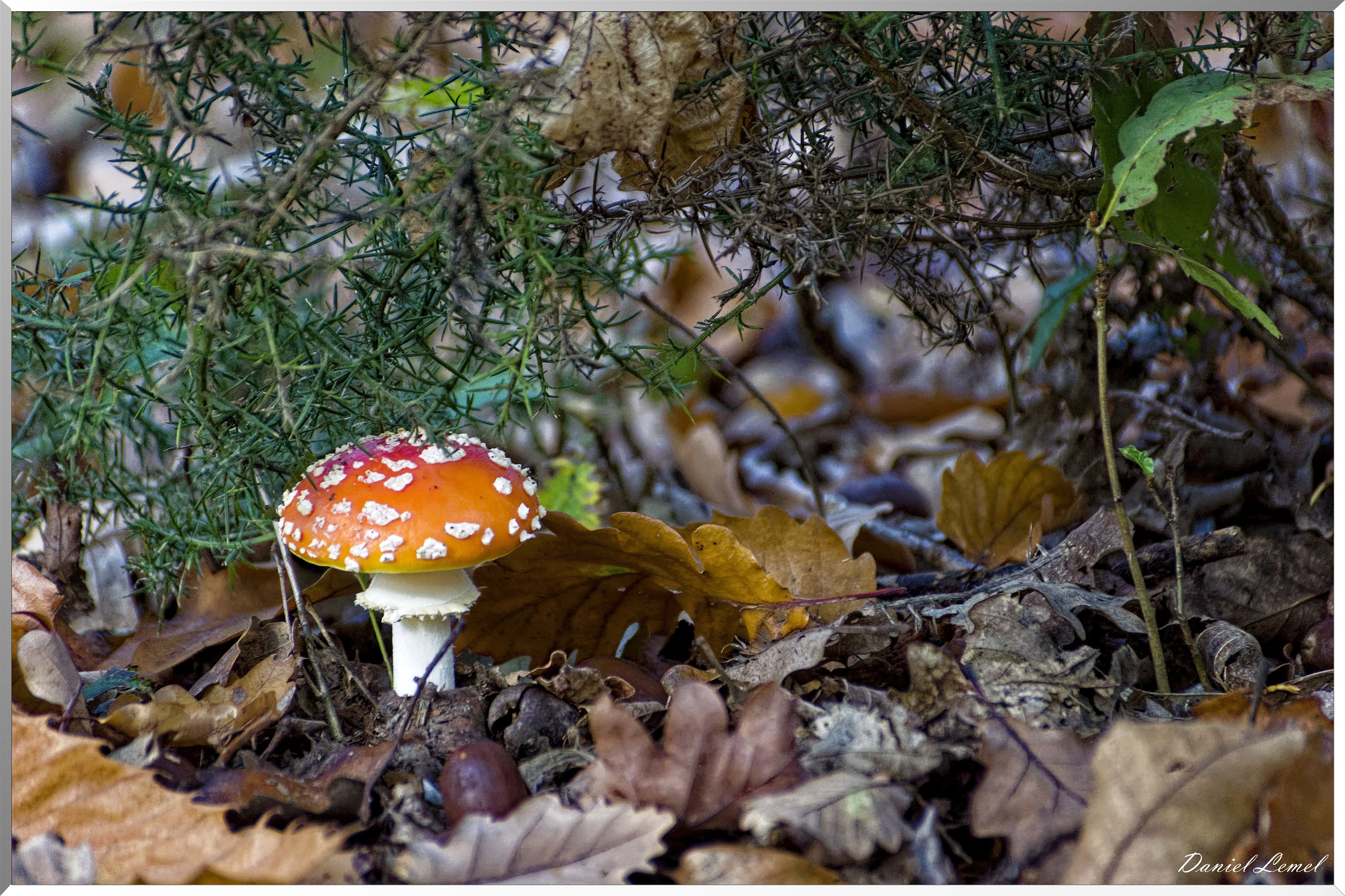 Bois de Brillehaut à l'Automne