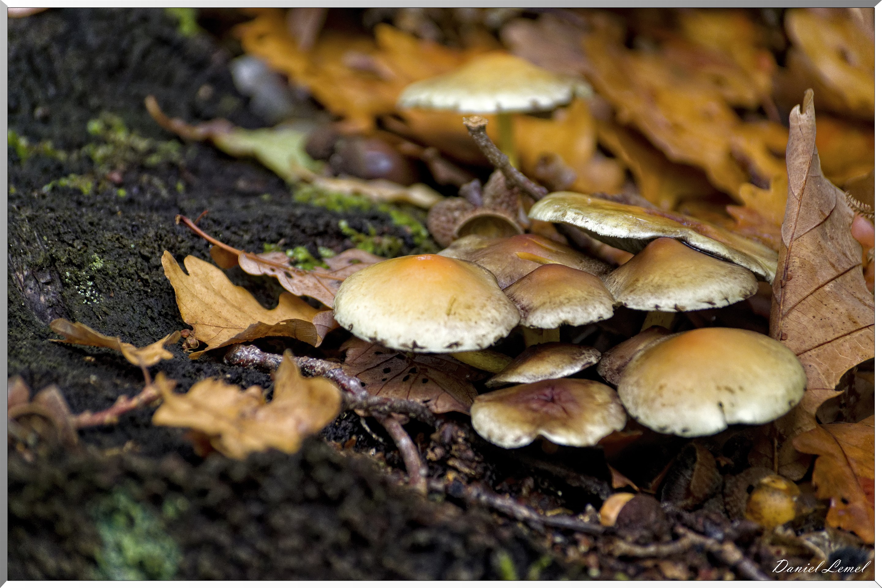 Bois de Brillehaut à l'Automne