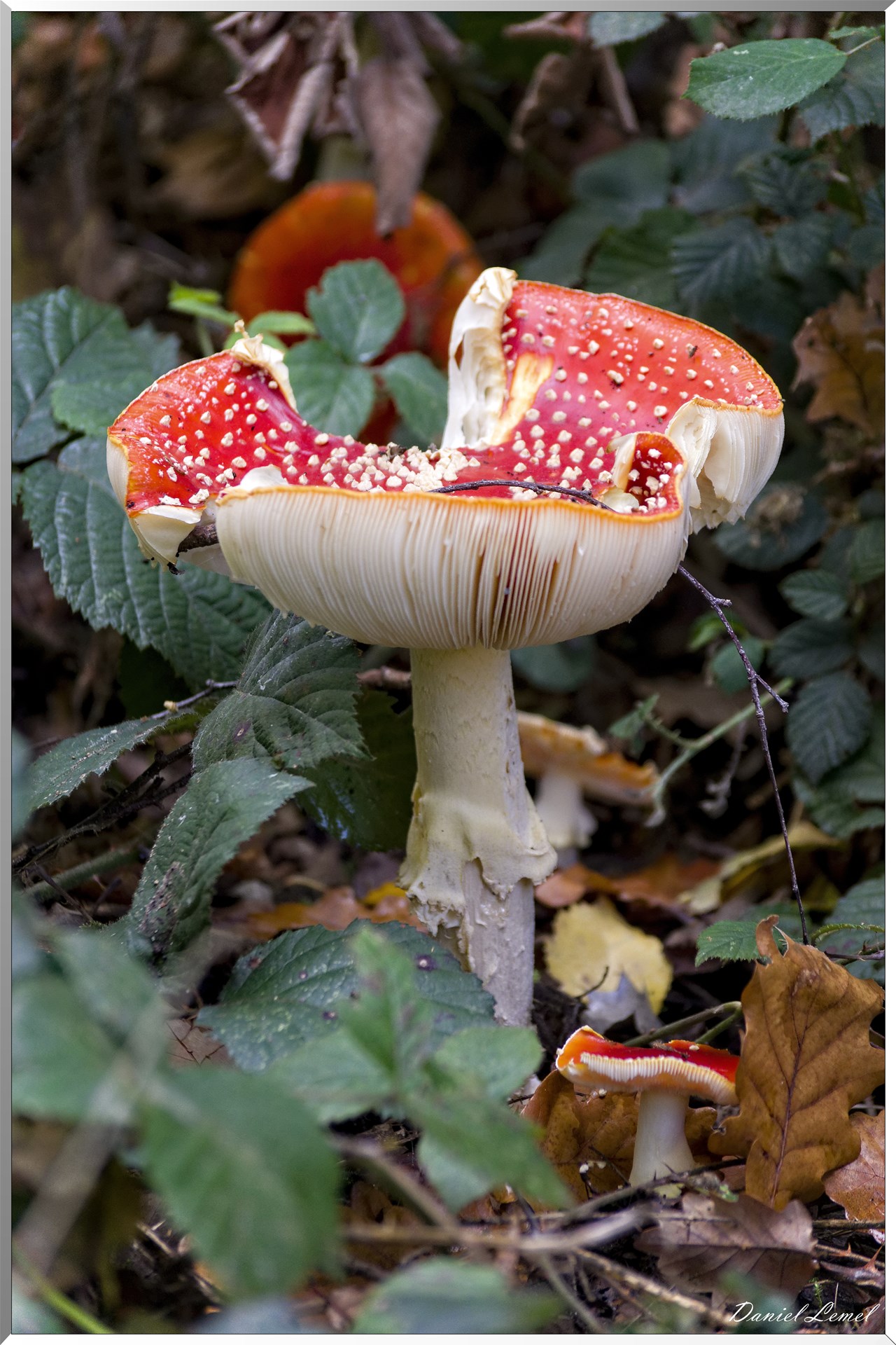 Bois de Brillehaut à l'Automne