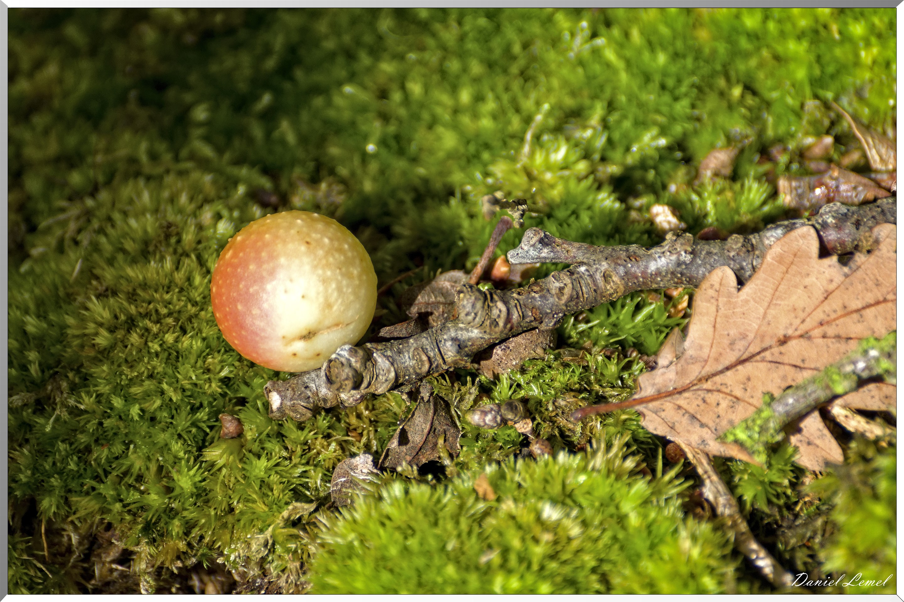 Bois de Brillehaut à l'Automne