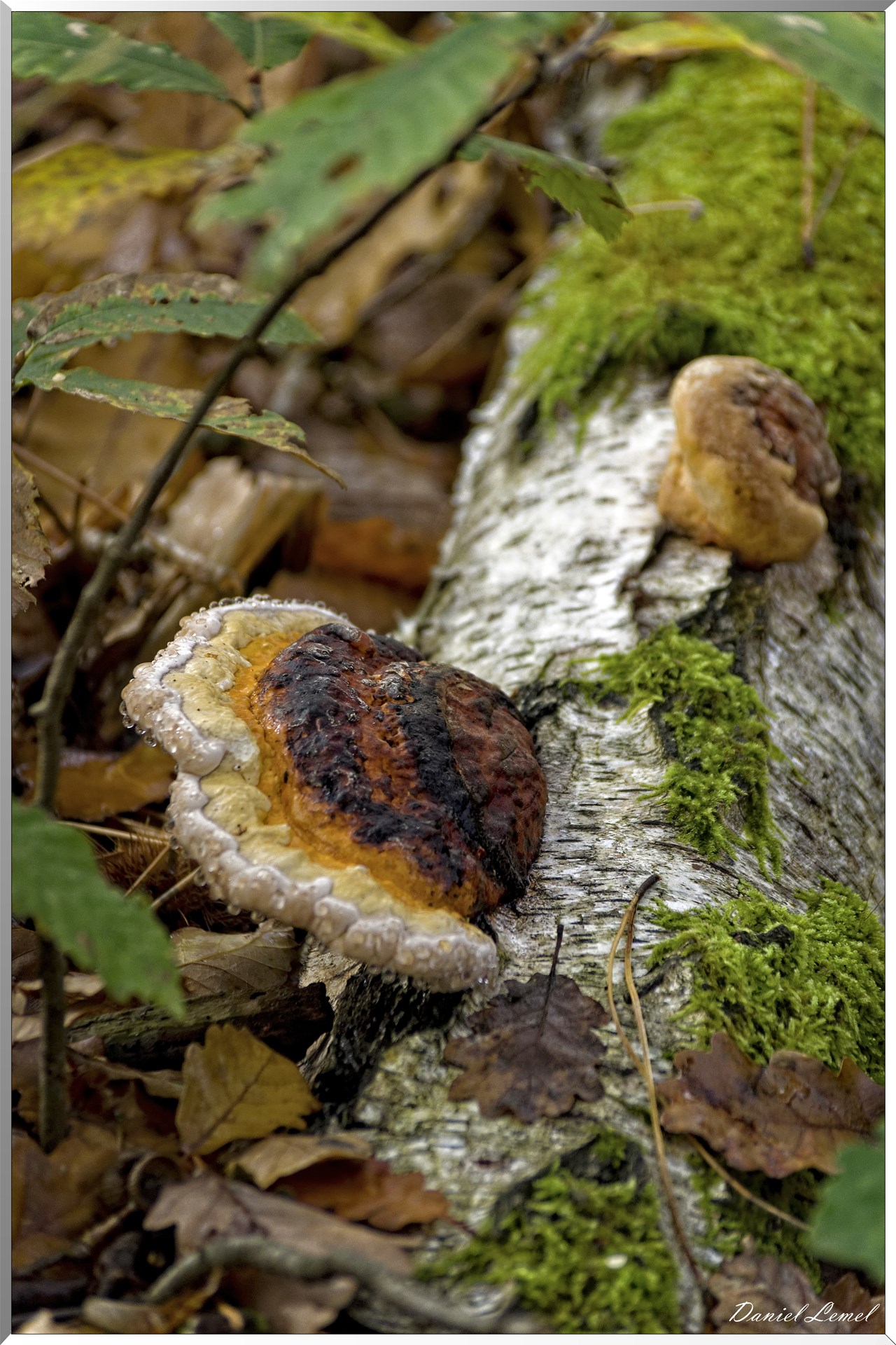 Bois de Brillehaut à l'Automne