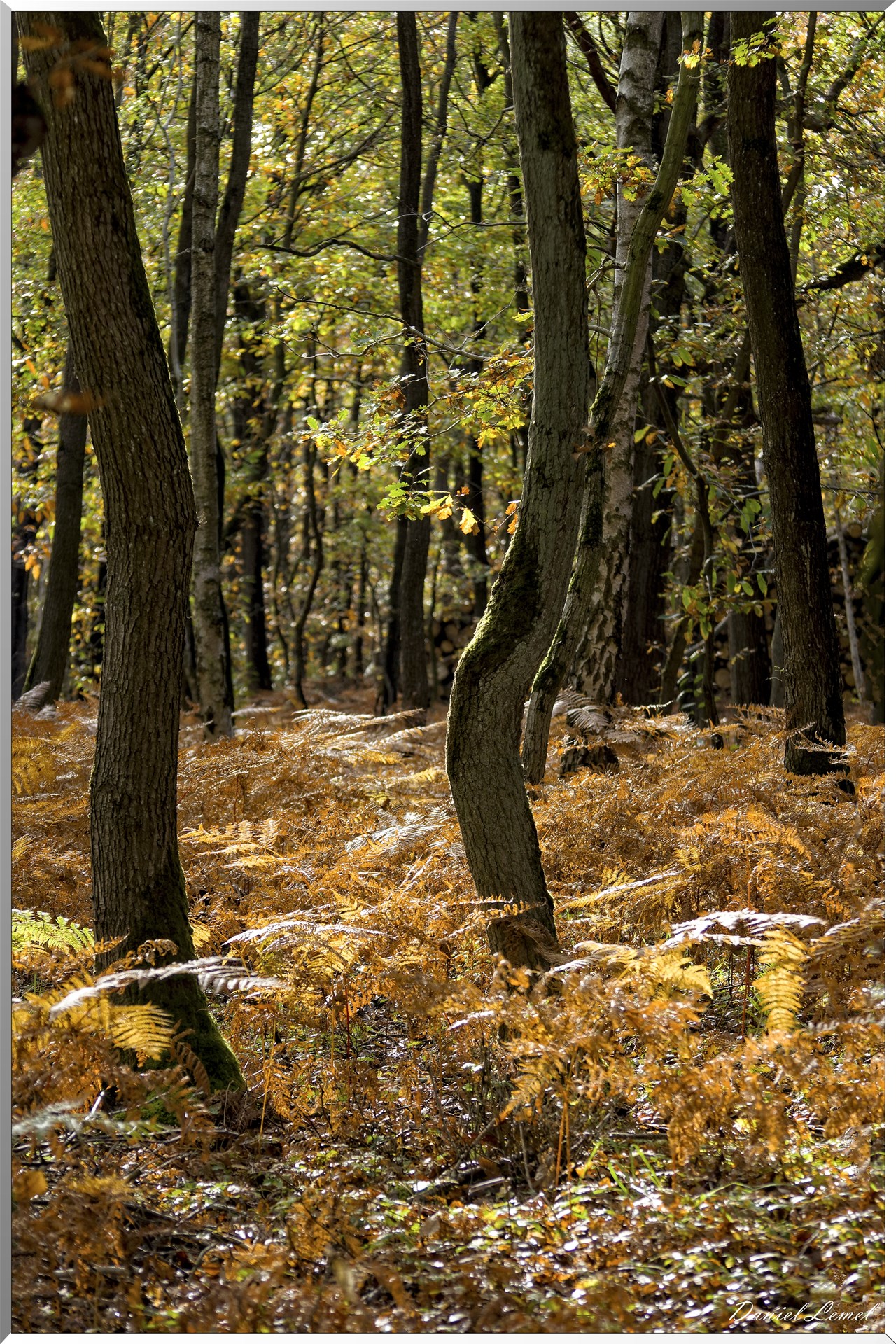 Bois de Brillehaut à l'Automne